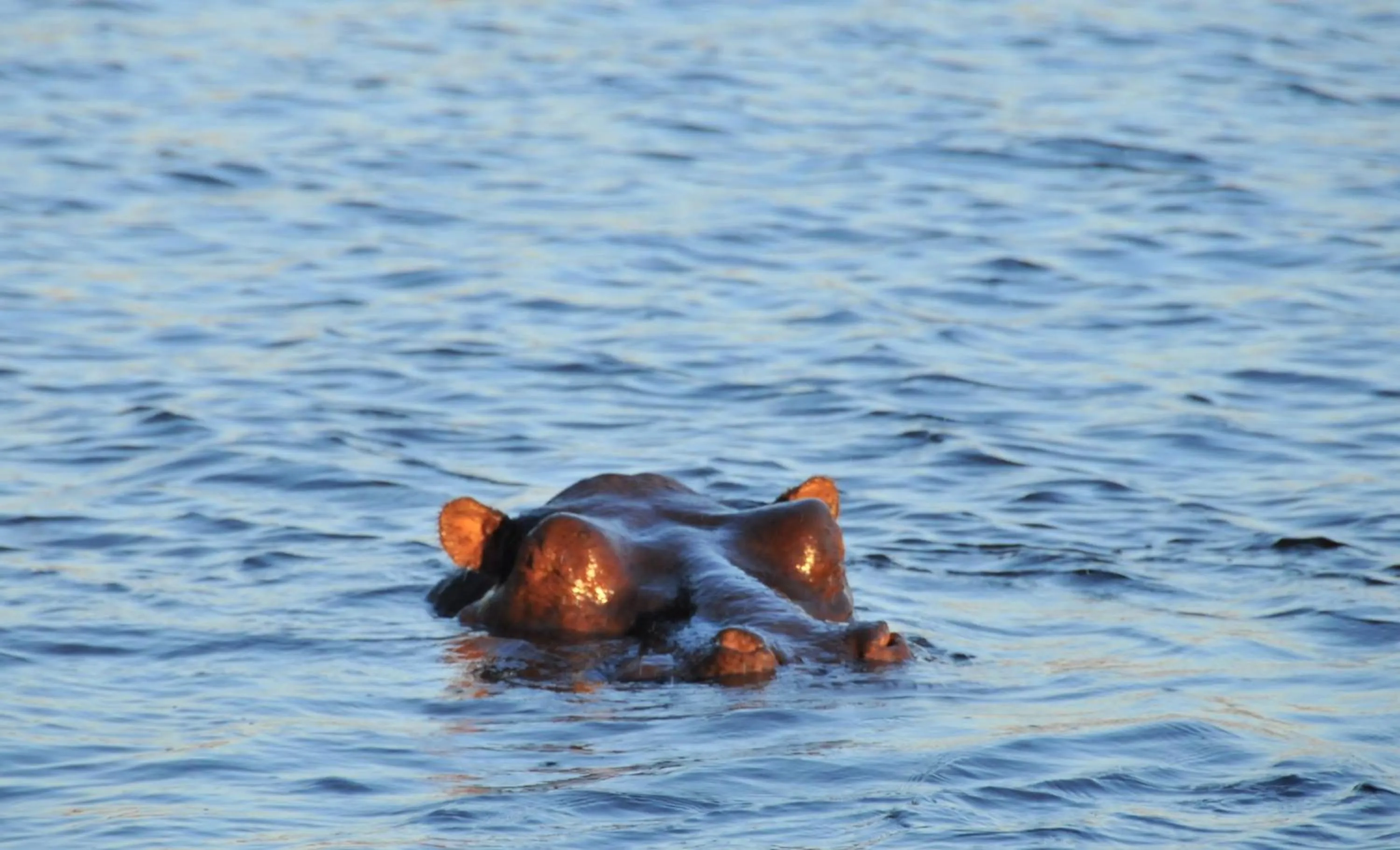 Natural landscape in Cresta Mowana Safari Resort & Spa
