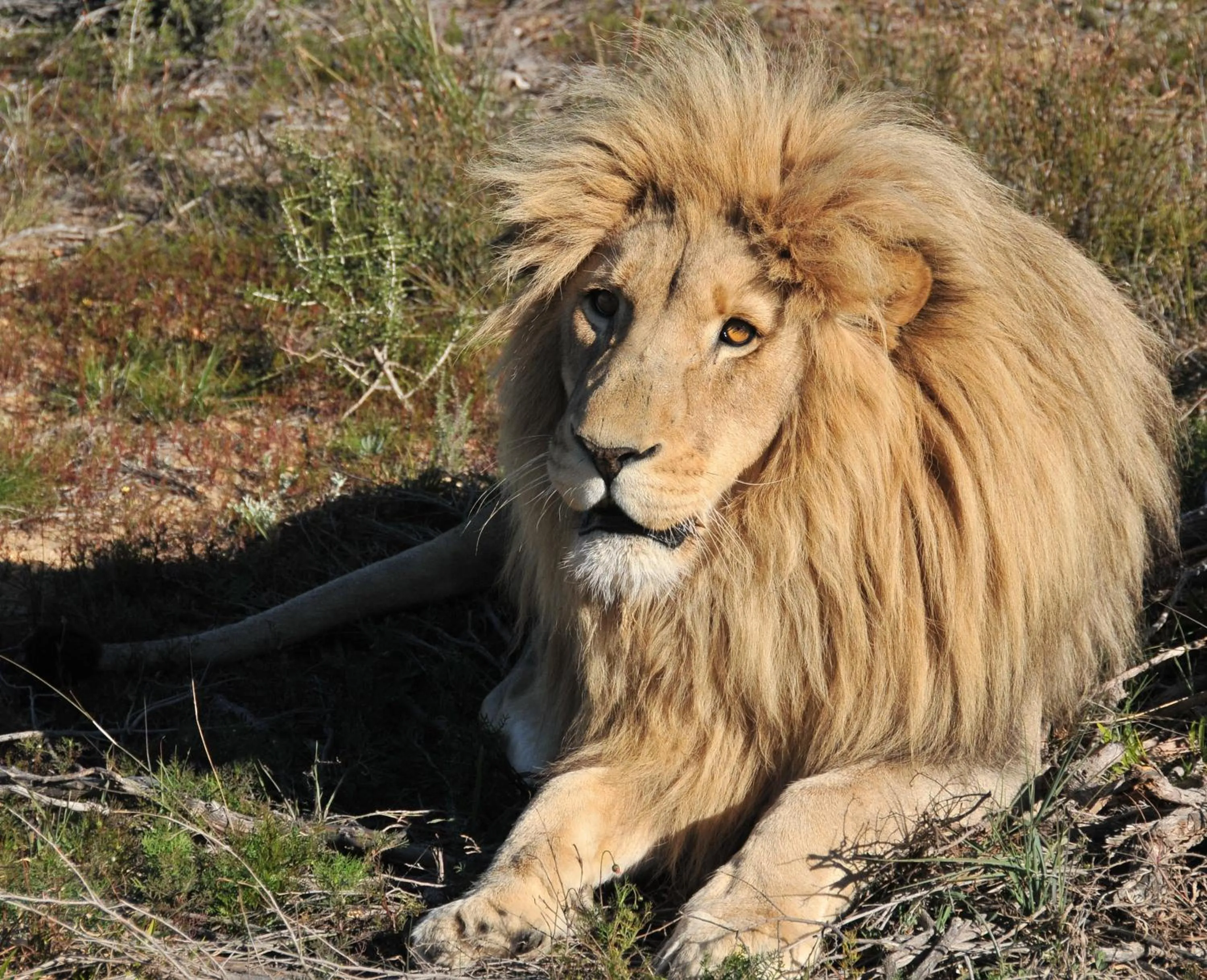 Animals in Cresta Mowana Safari Resort & Spa