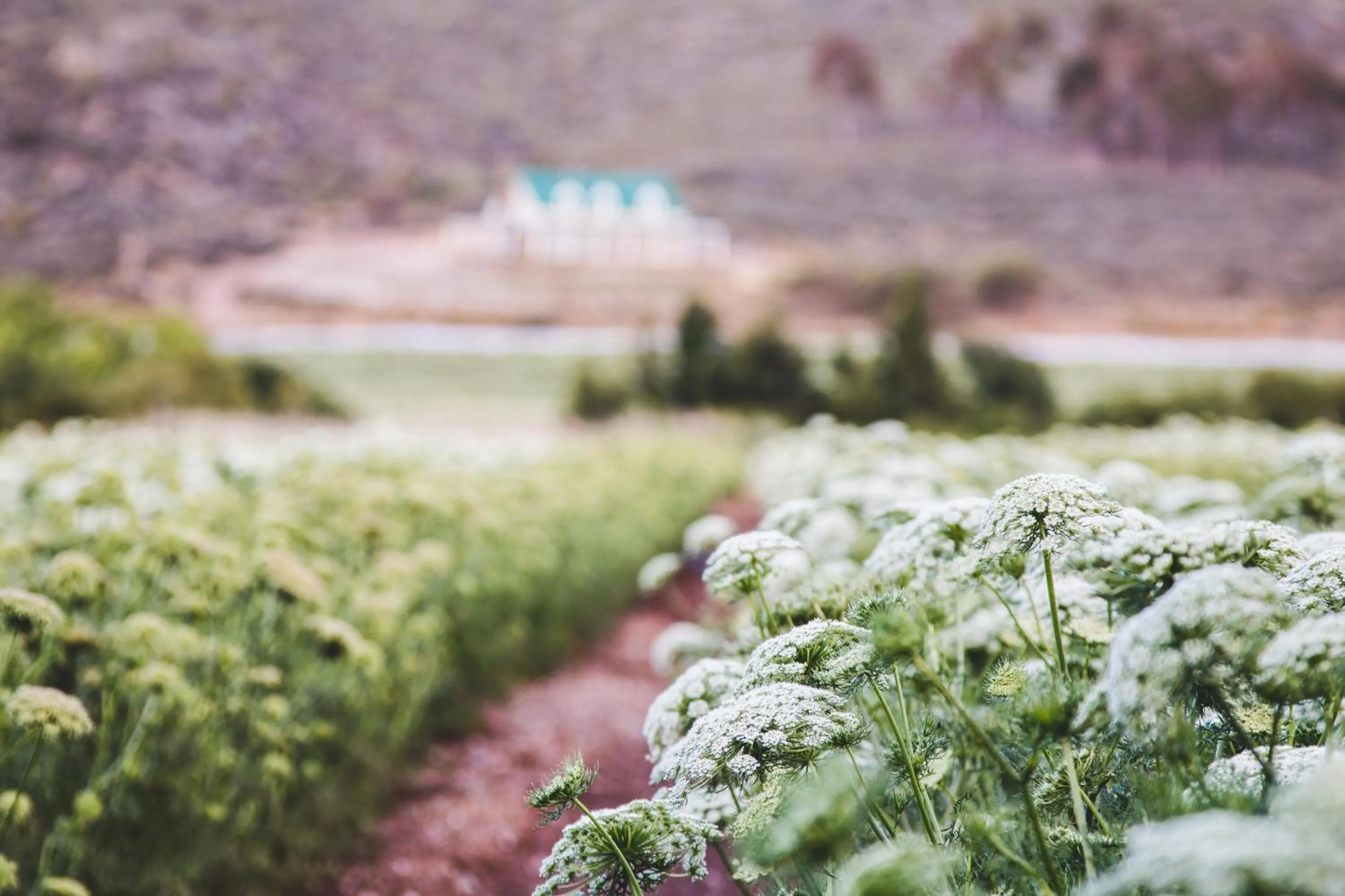 Natural landscape in Blue Cow Barn - Boutique Farm
