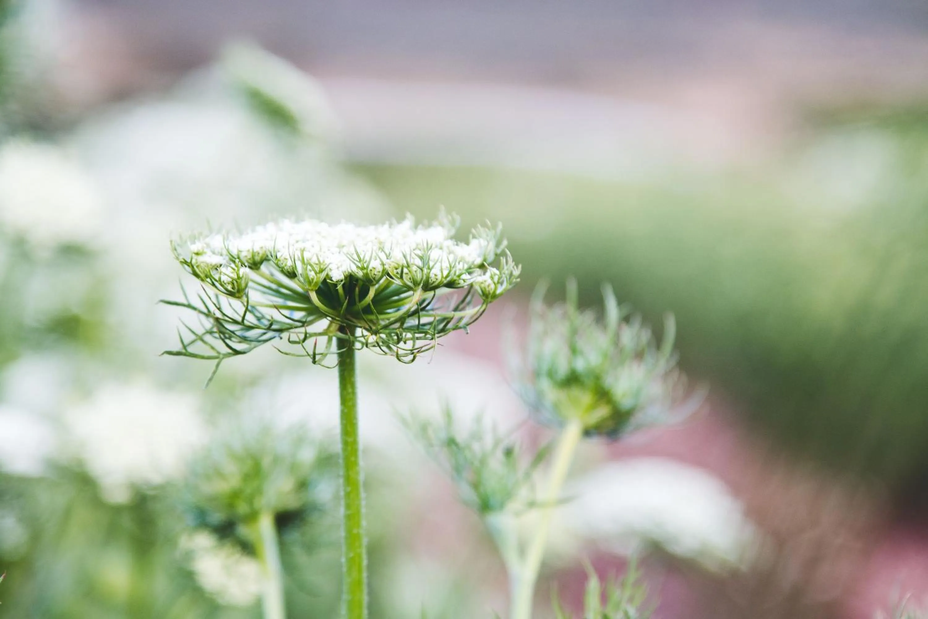 Food and drinks in Blue Cow Barn - Boutique Farm