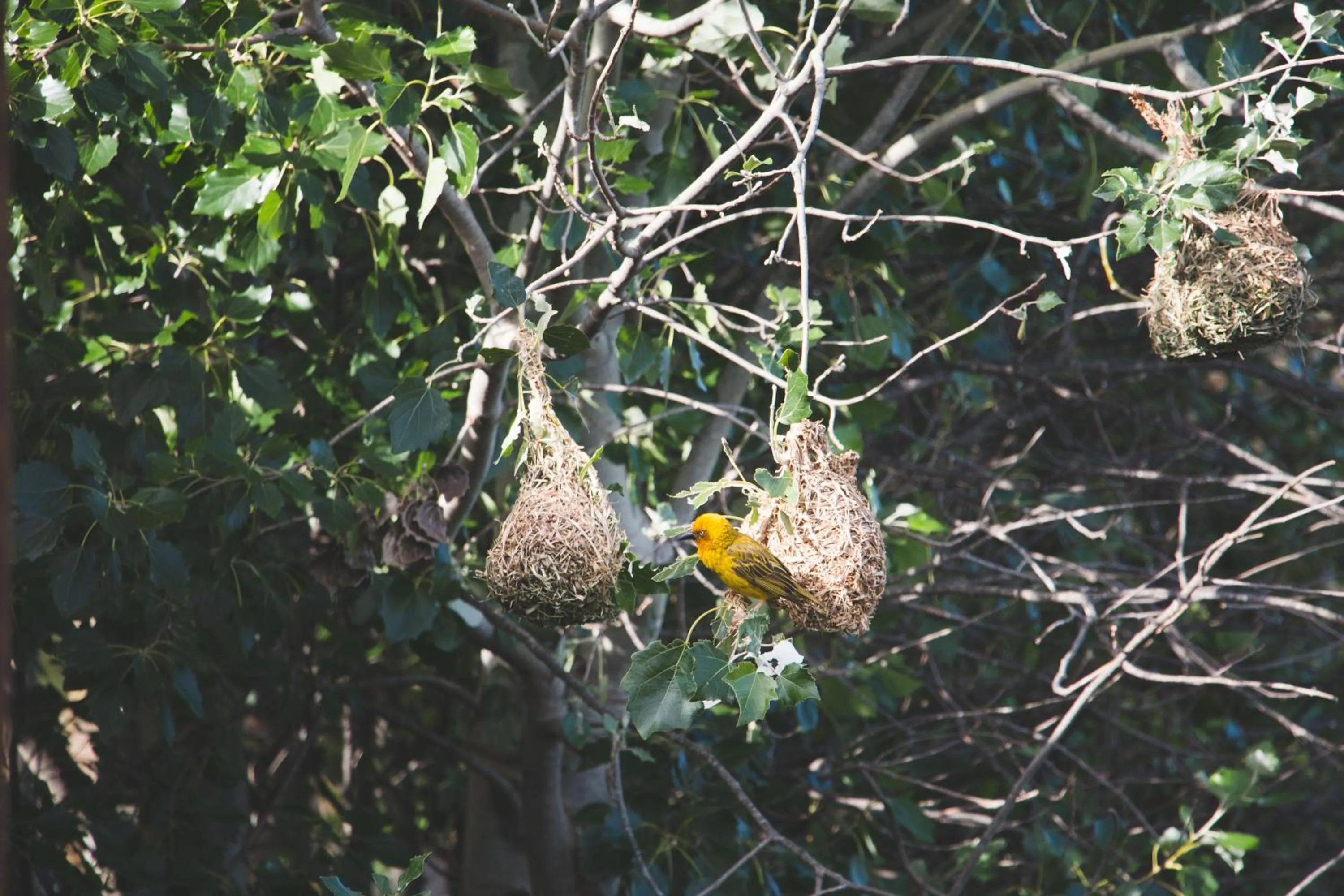 Animals in Blue Cow Barn - Boutique Farm