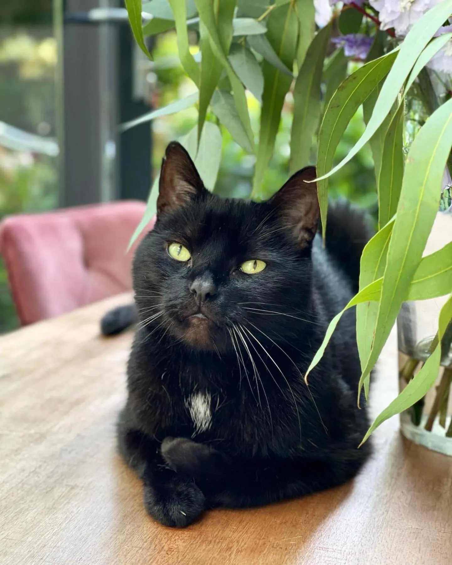 Pets in Amsterdam Barangay