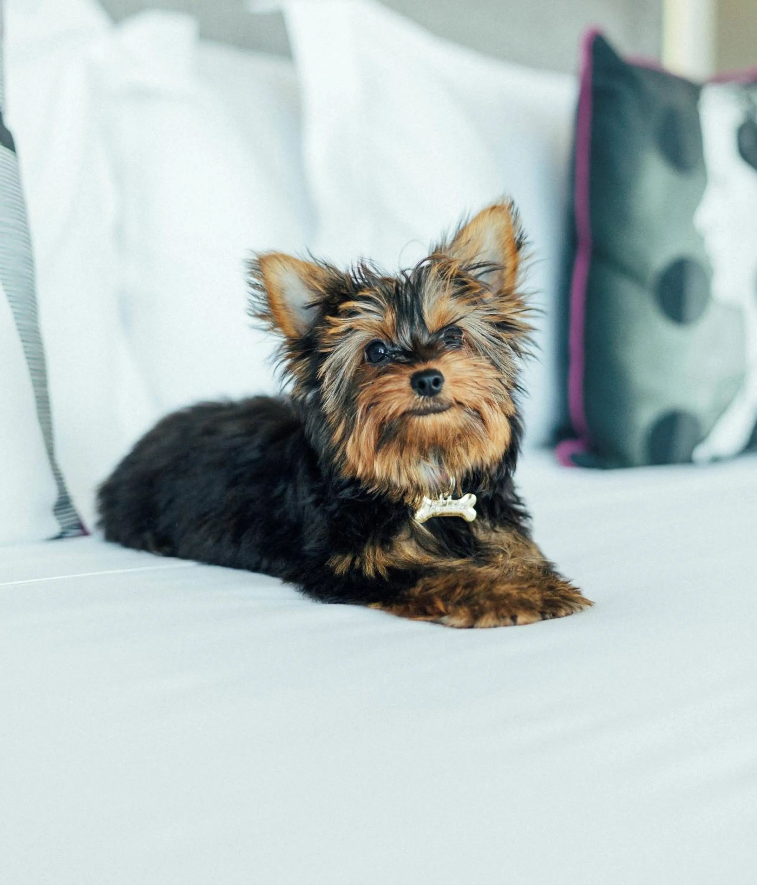 Pets in Yoo2 Rio de Janeiro, Tapestry Collection by Hilton