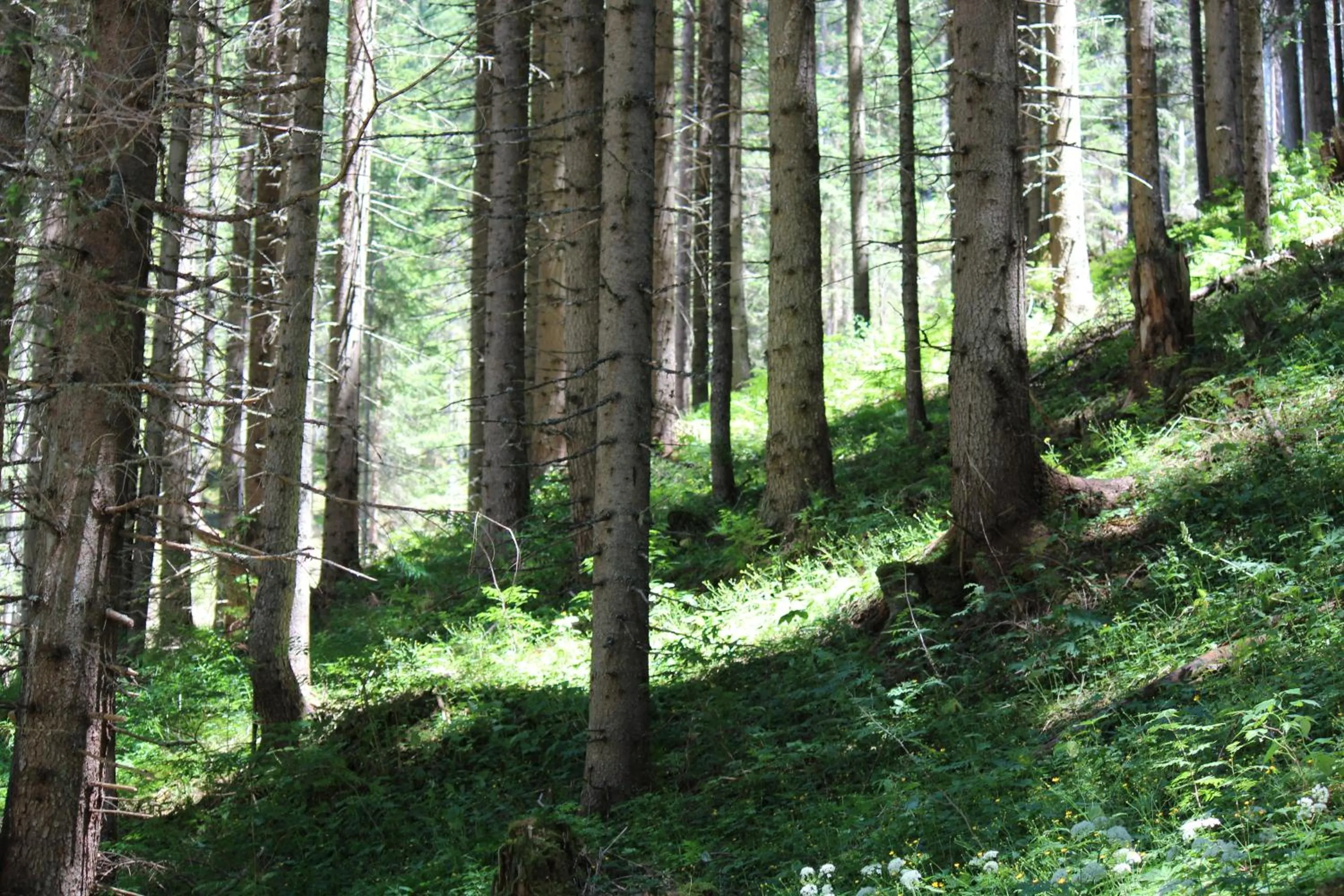 Natural landscape in Berghotel zum Zirm
