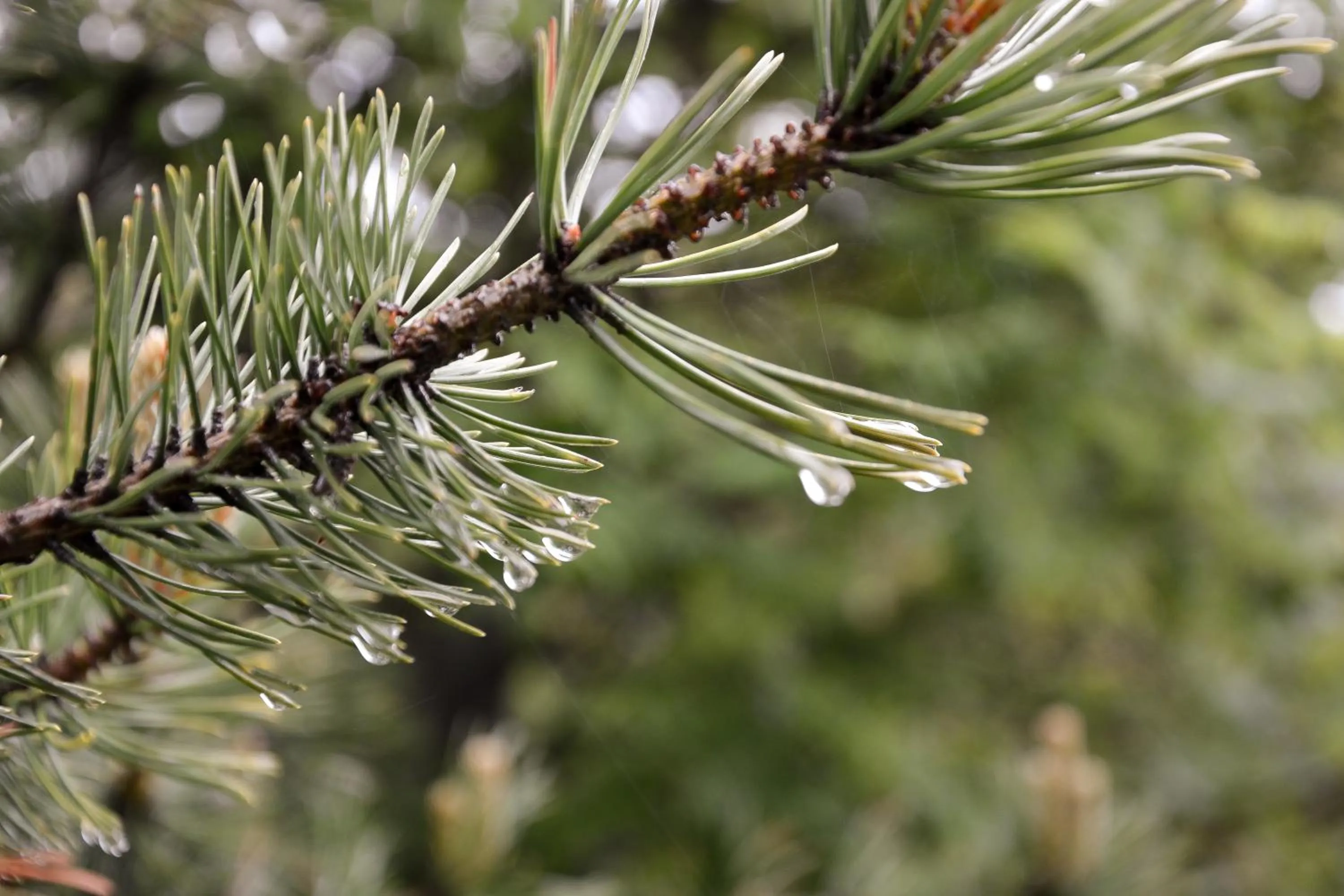 Summer in Berghotel zum Zirm