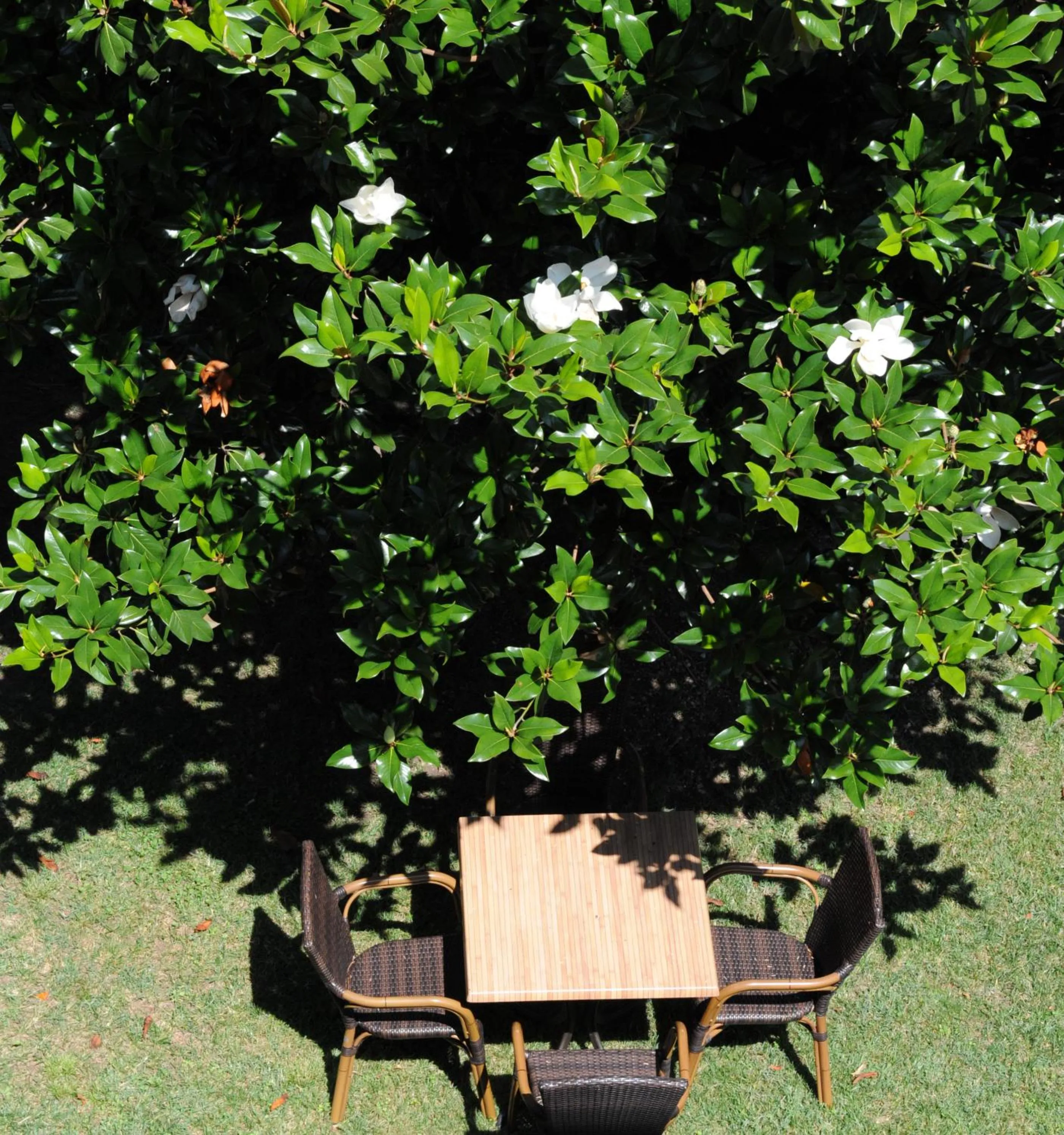 Patio in Albergo Valentina