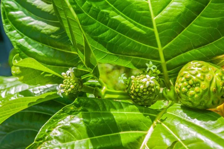 Kirpal Meditation and Ecological Center