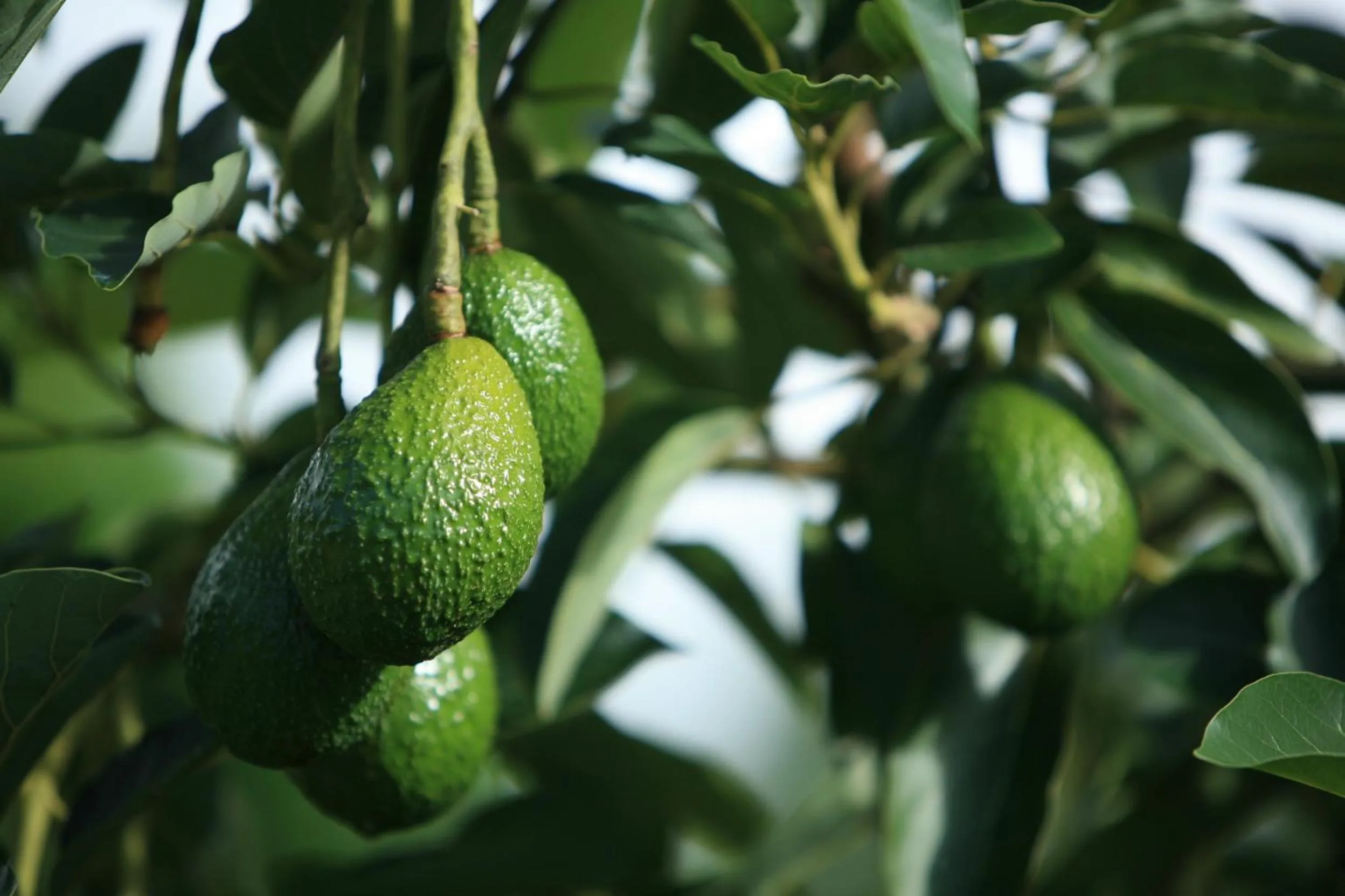 Kirpal Meditation and Ecological Center