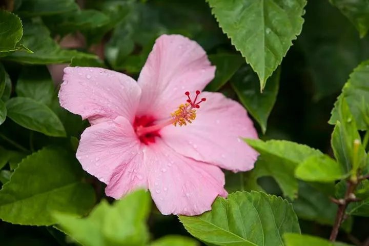 Kirpal Meditation and Ecological Center