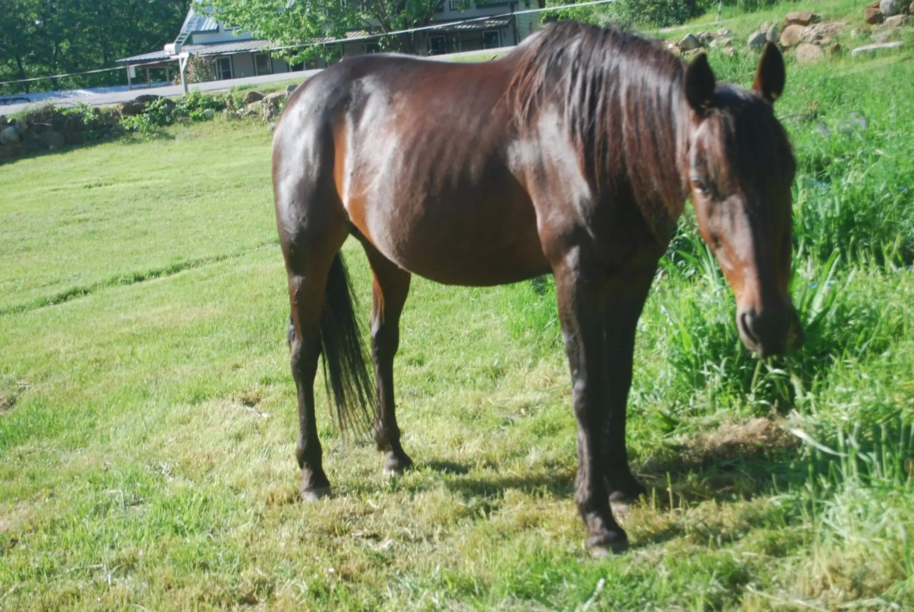 Pets in No View Farm Pets in No View Farm