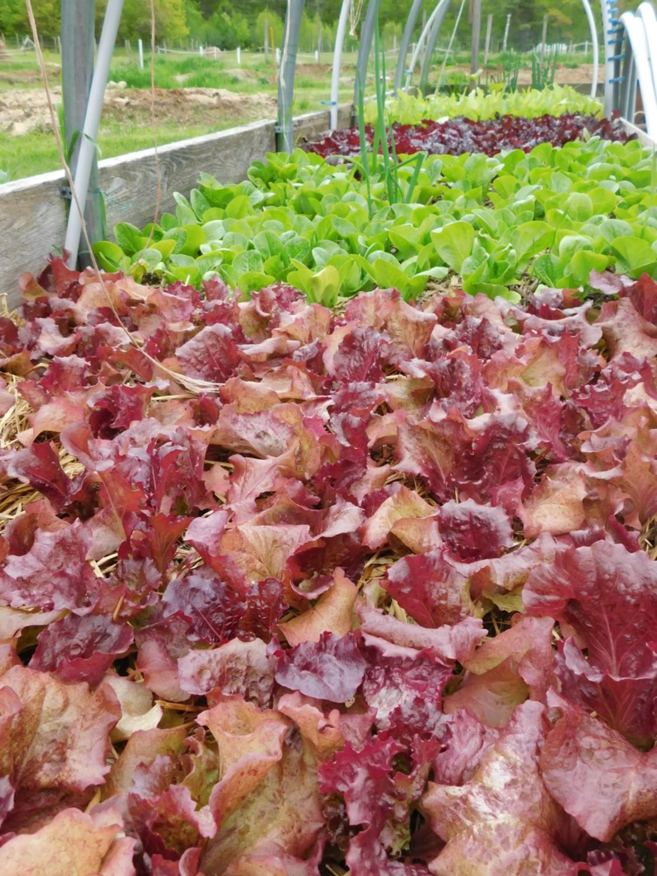 Garden in No View Farm