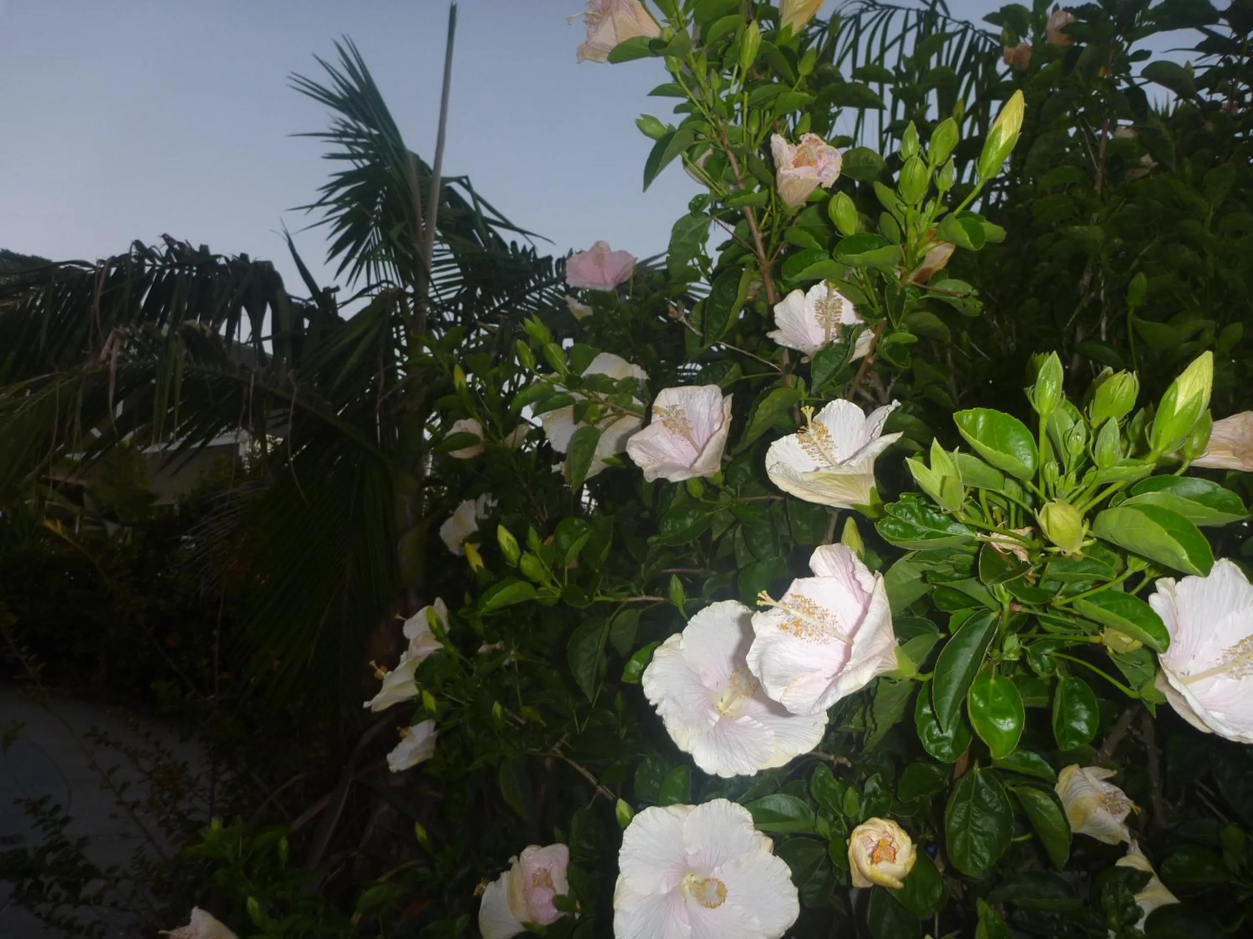 Garden in Pohutukawa Coast BnB