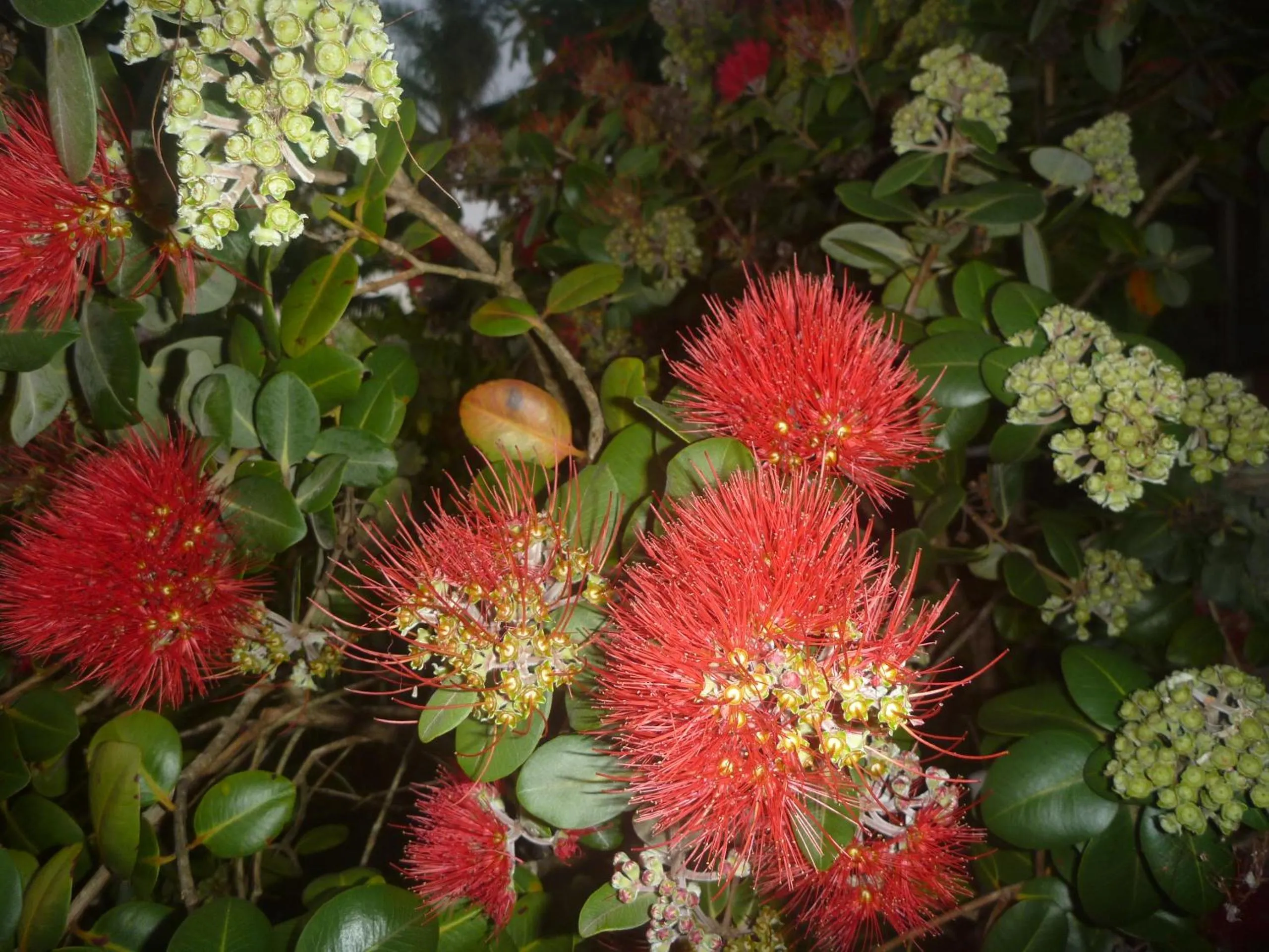 Garden in Pohutukawa Coast BnB