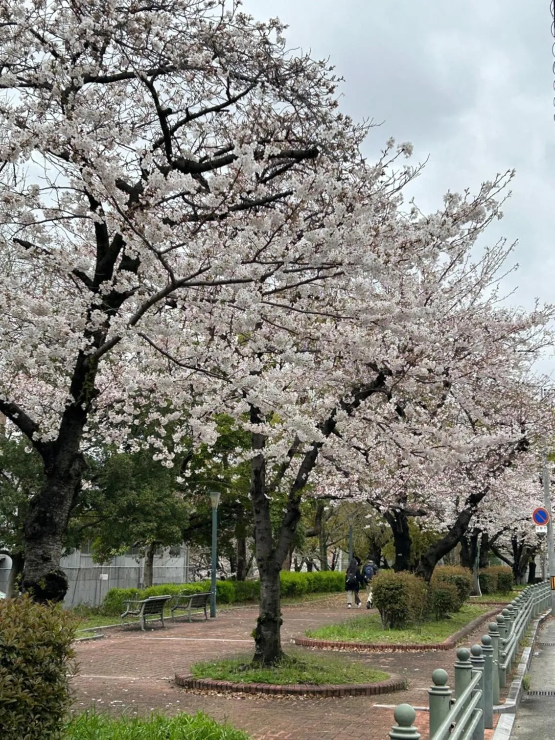 Spring in noah grande