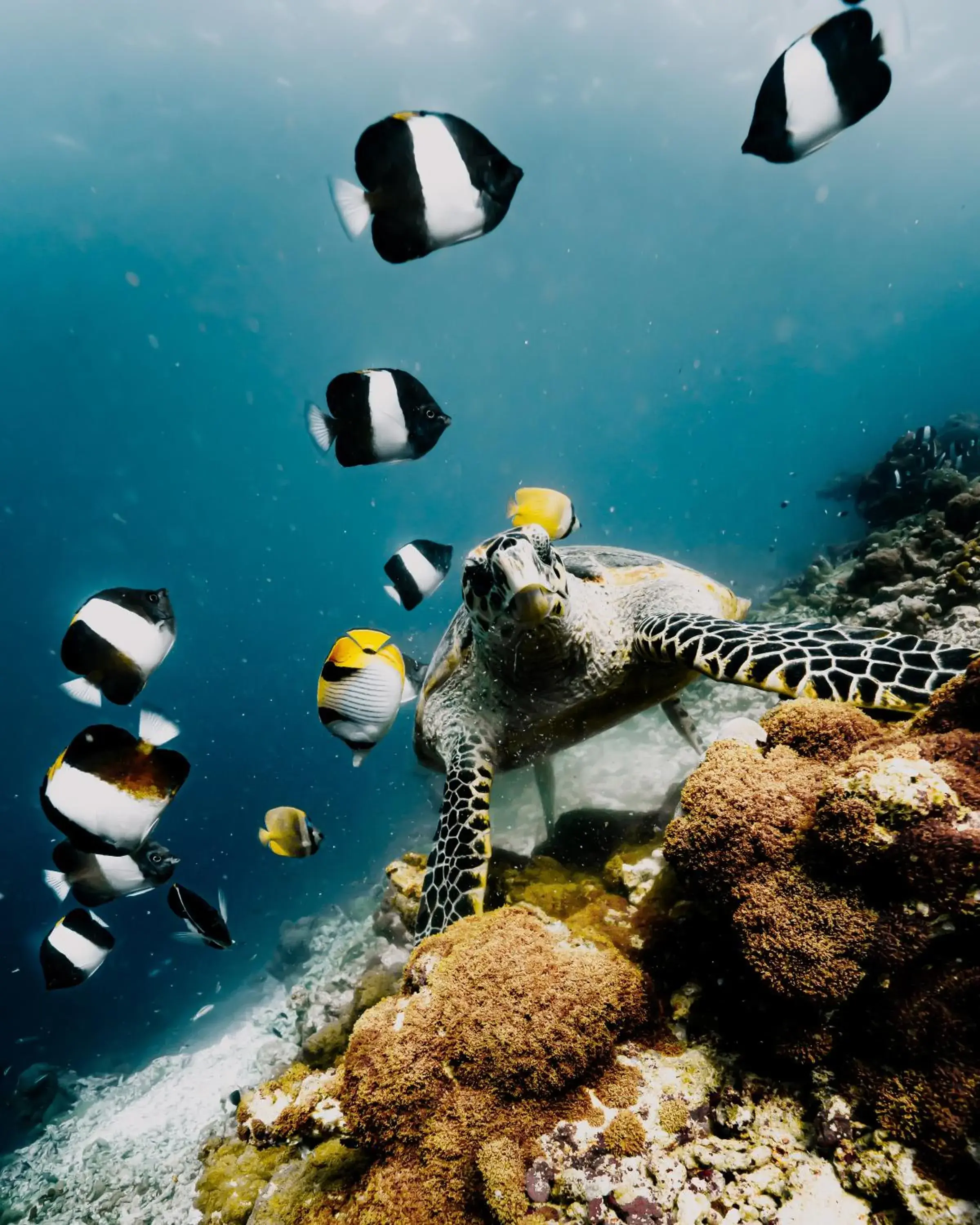 Natural landscape in NH Collection Maldives Reethi Resort Natural landscape in NH Collection Maldives Reethi Resort