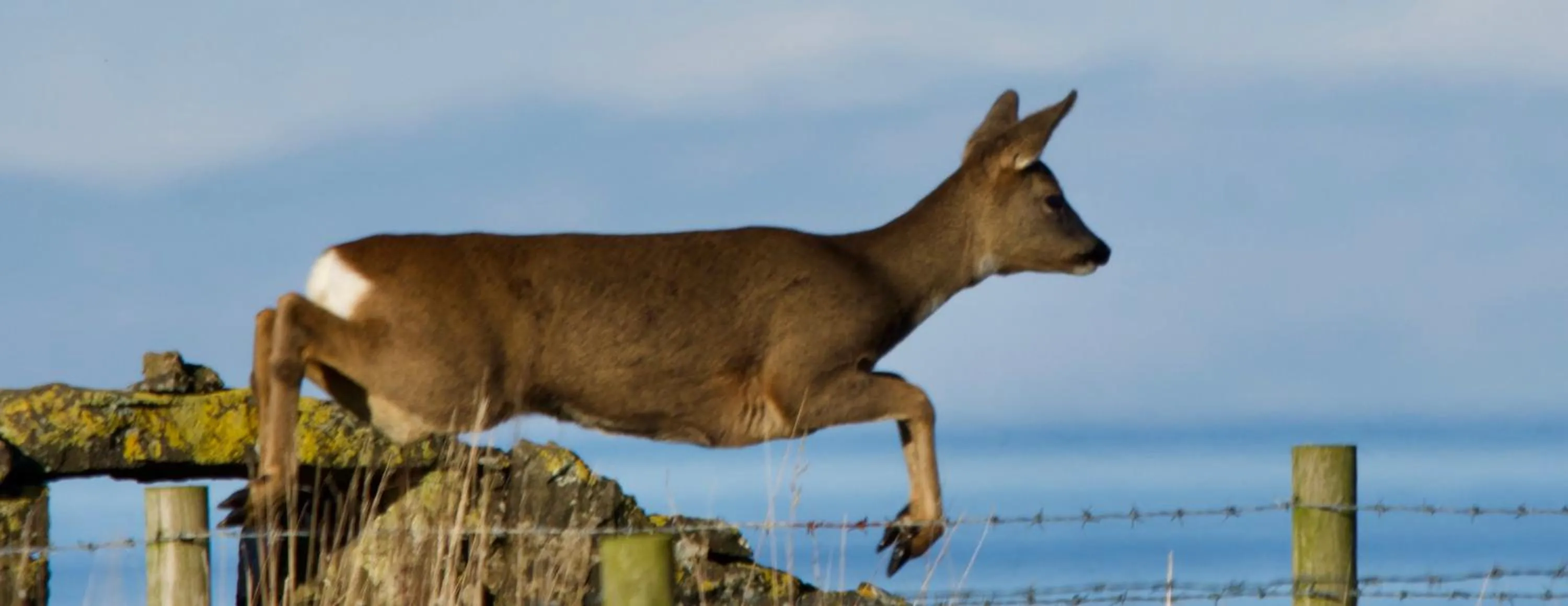 Animals in Corsewall Lighthouse Hotel