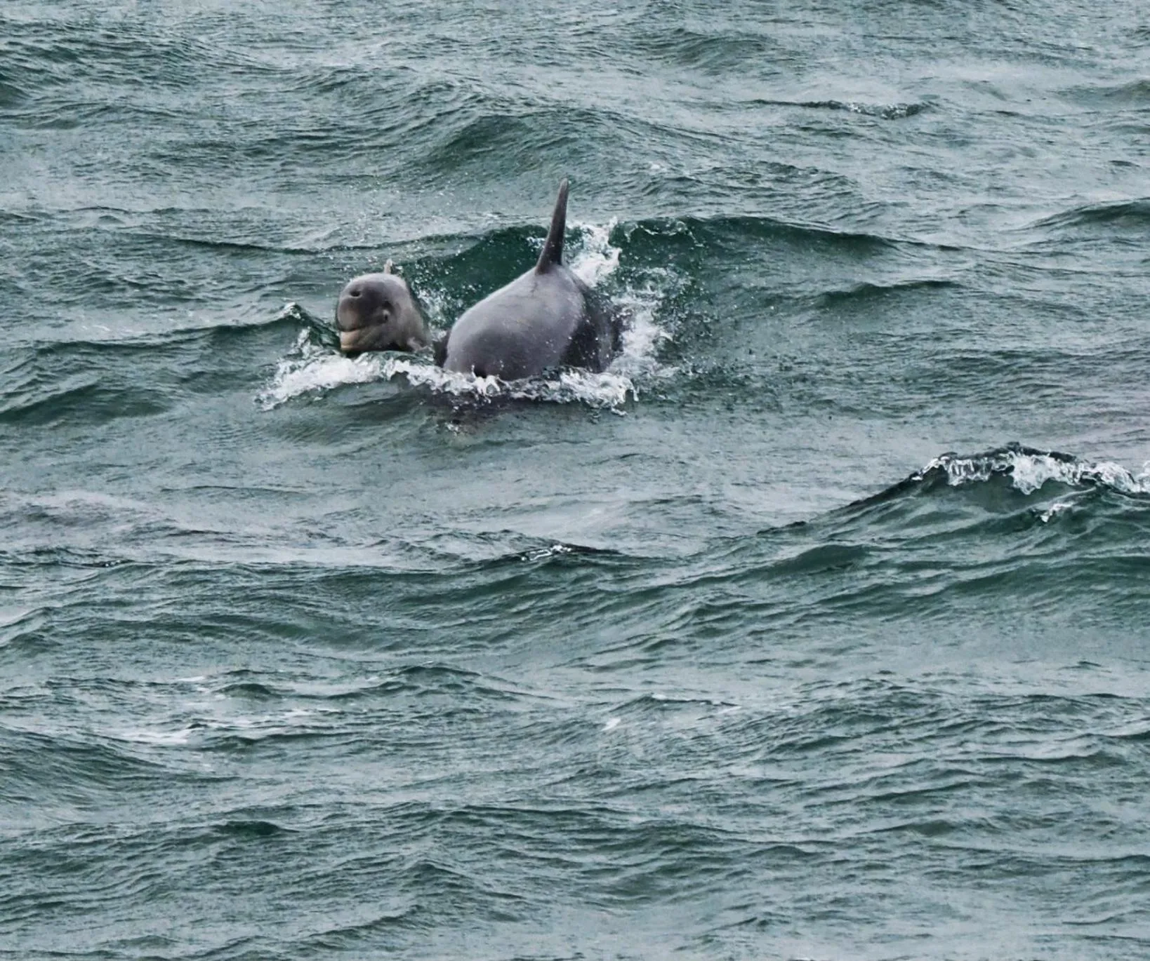 Animals in Corsewall Lighthouse Hotel