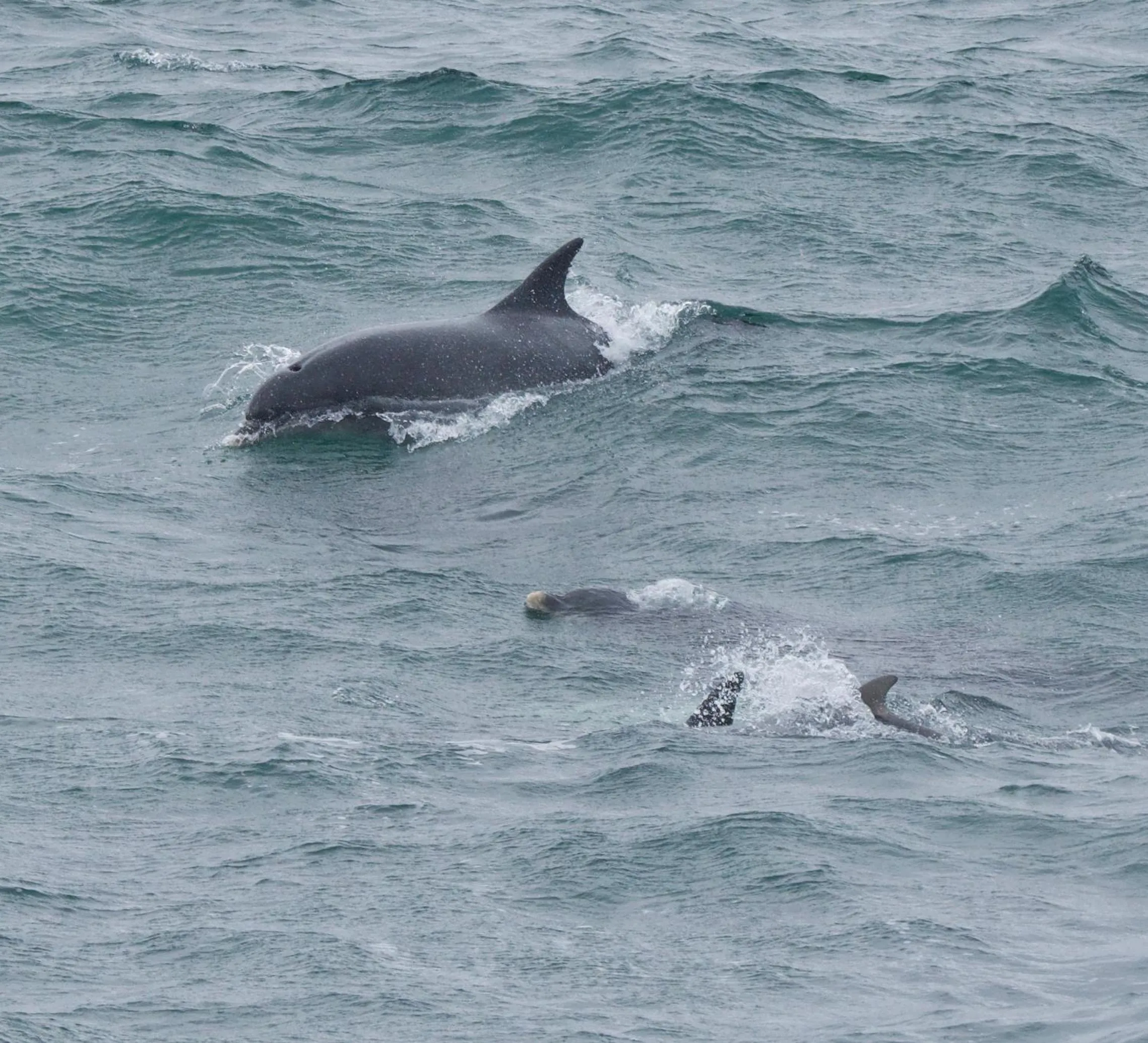 Animals in Corsewall Lighthouse Hotel