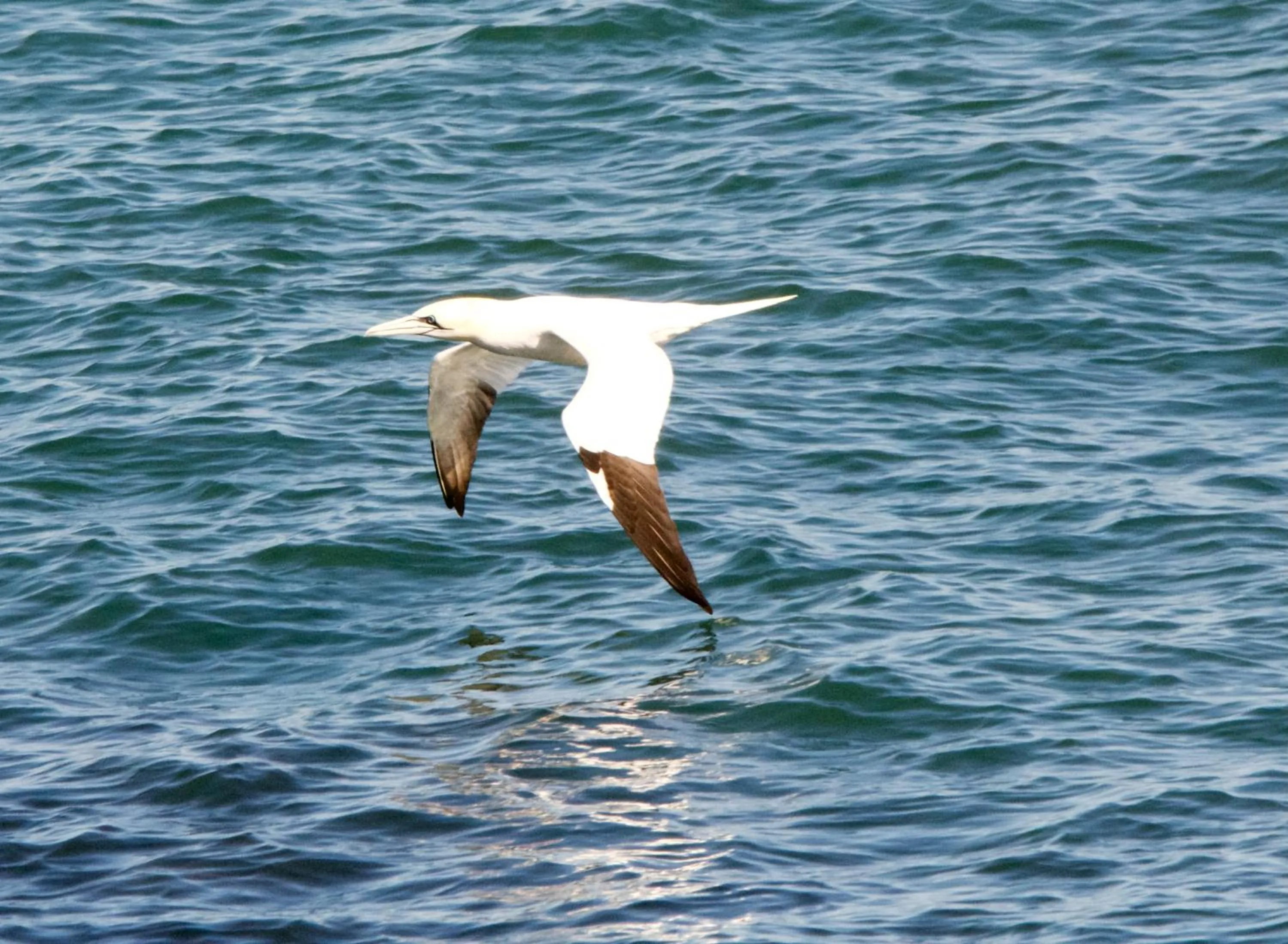 Animals in Corsewall Lighthouse Hotel