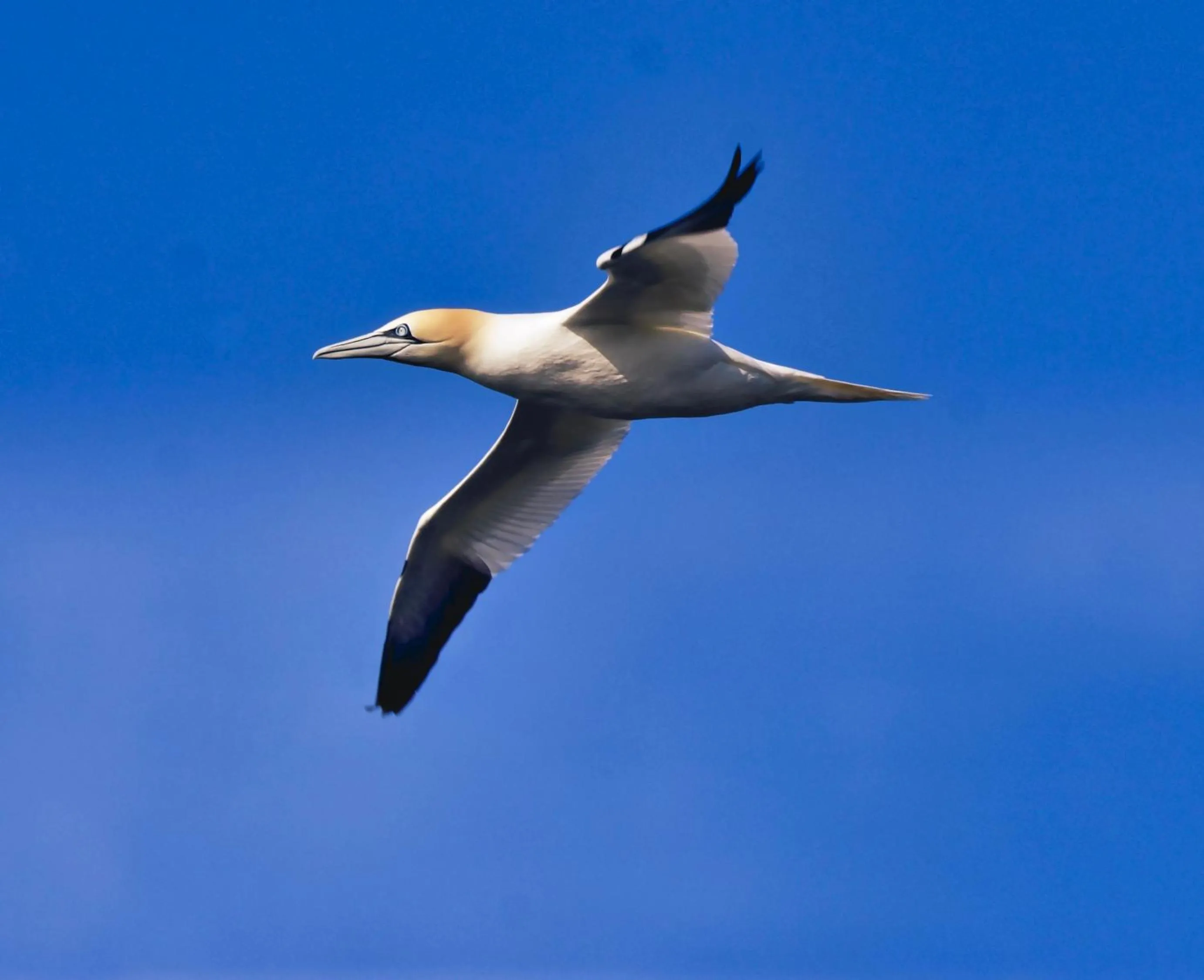 Animals in Corsewall Lighthouse Hotel