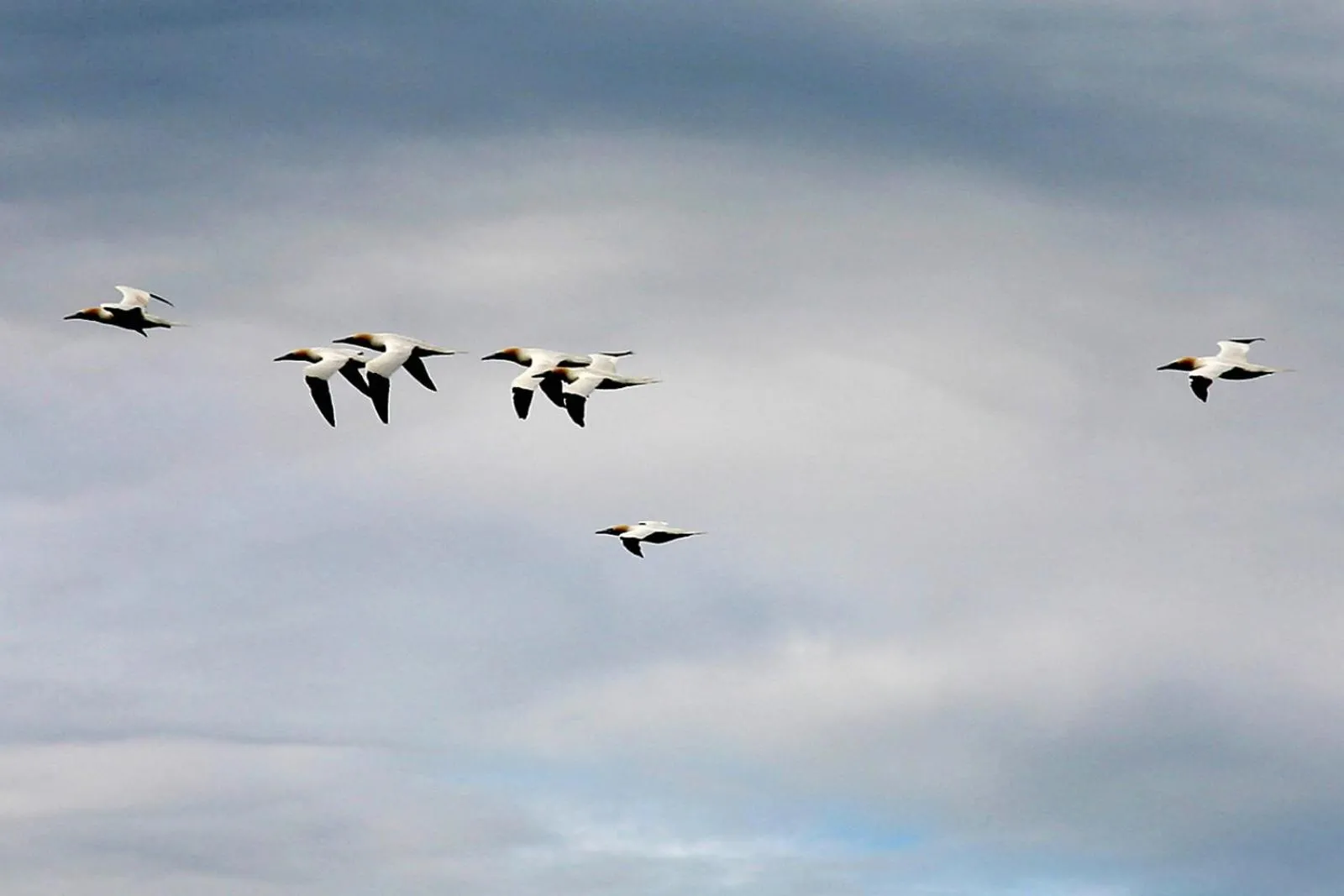 Animals in Corsewall Lighthouse Hotel