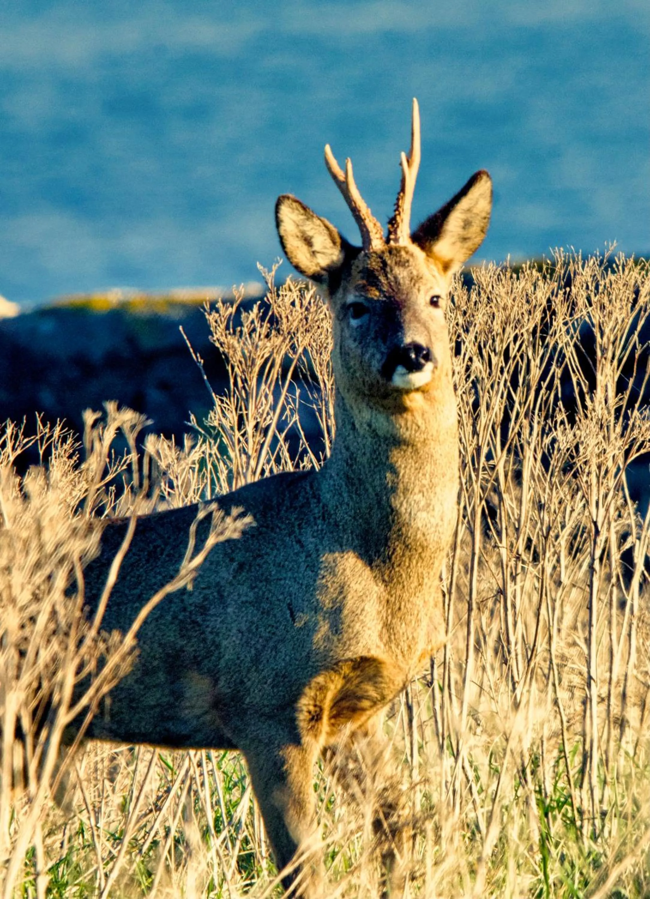 Animals in Corsewall Lighthouse Hotel