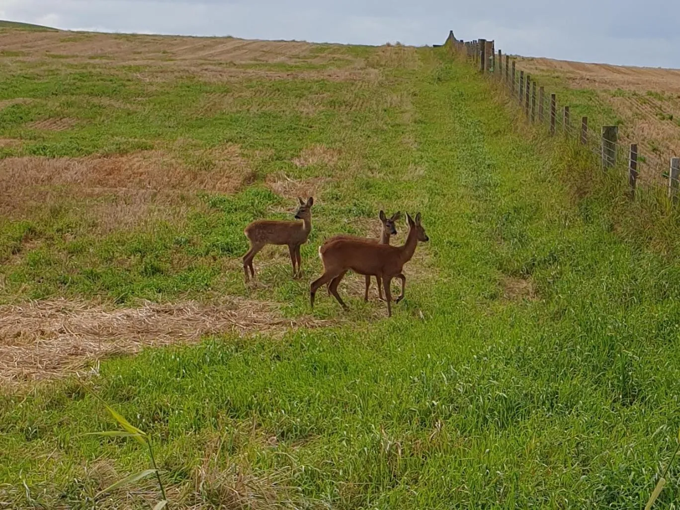 Animals in Corsewall Lighthouse Hotel