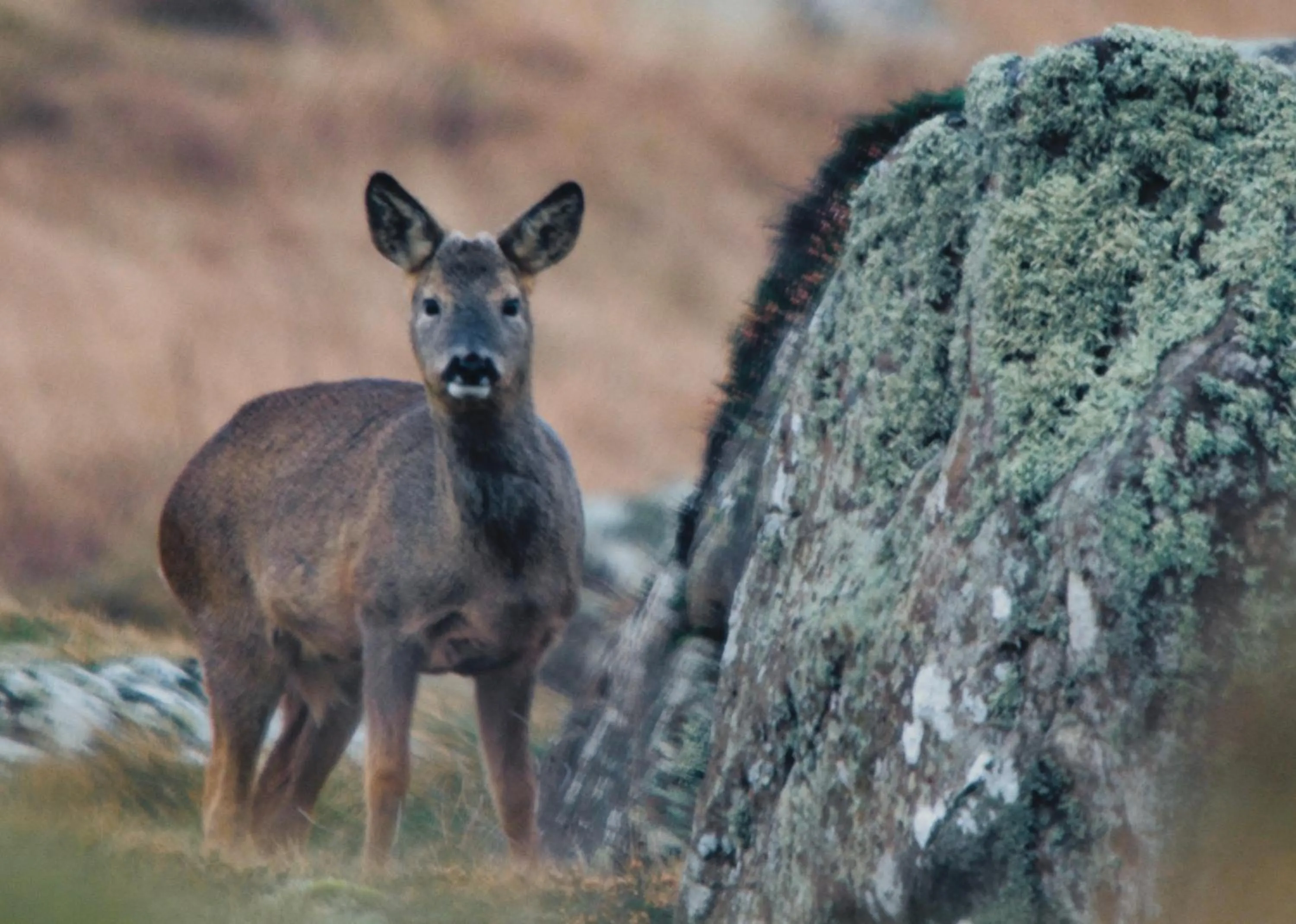 Animals in Corsewall Lighthouse Hotel