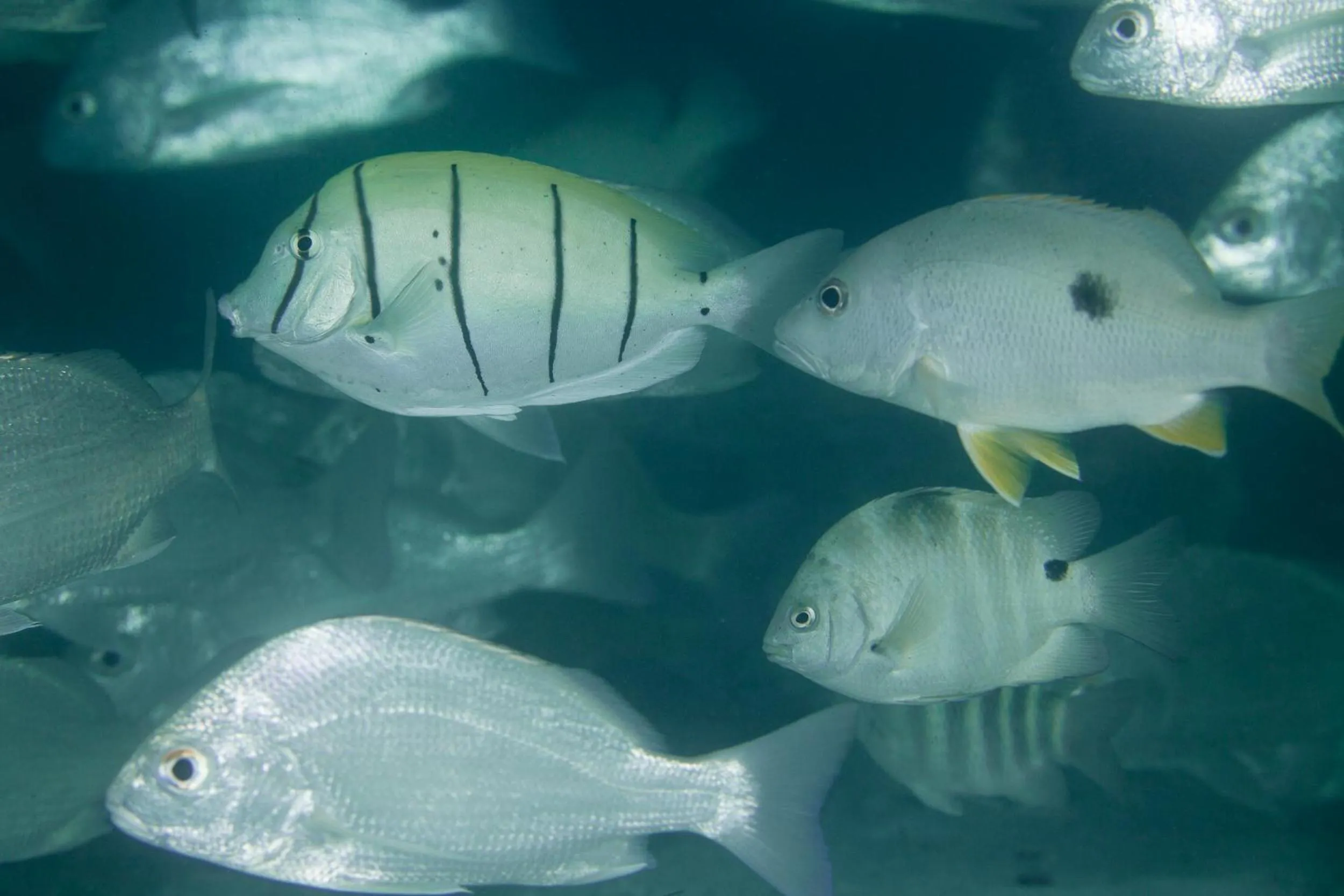 Snorkeling in Chumbe Island Coral Park