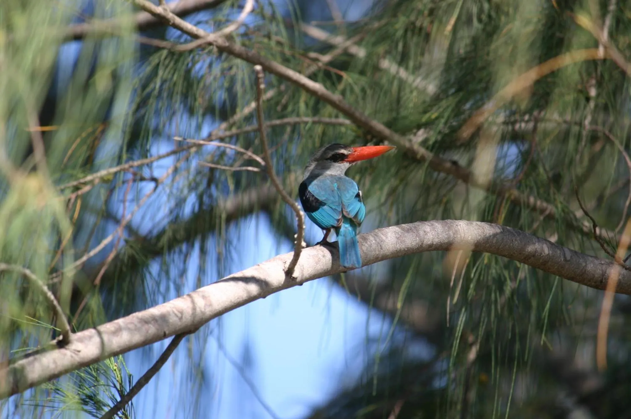 Day in Chumbe Island Coral Park