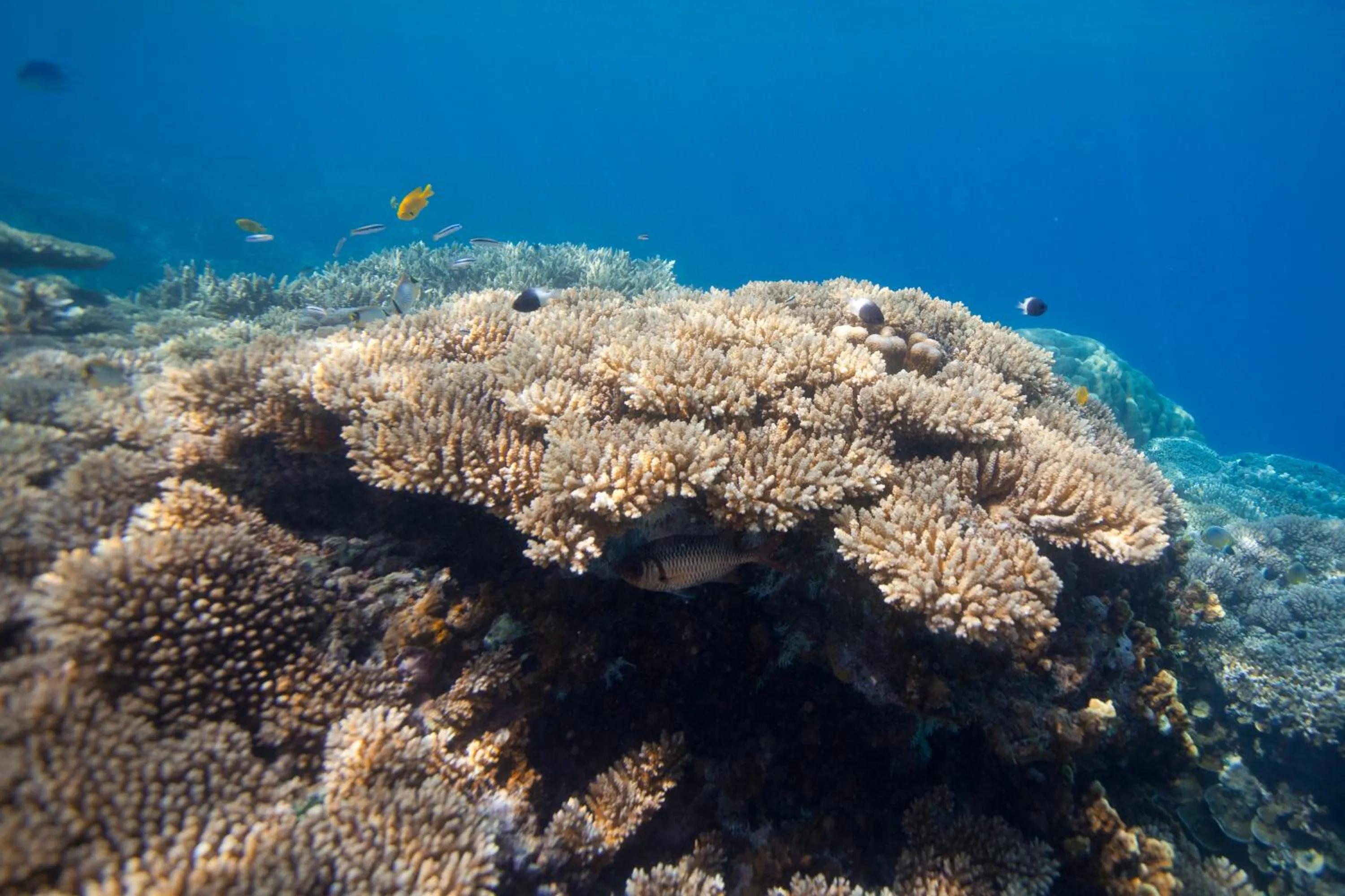 Snorkeling in Chumbe Island Coral Park