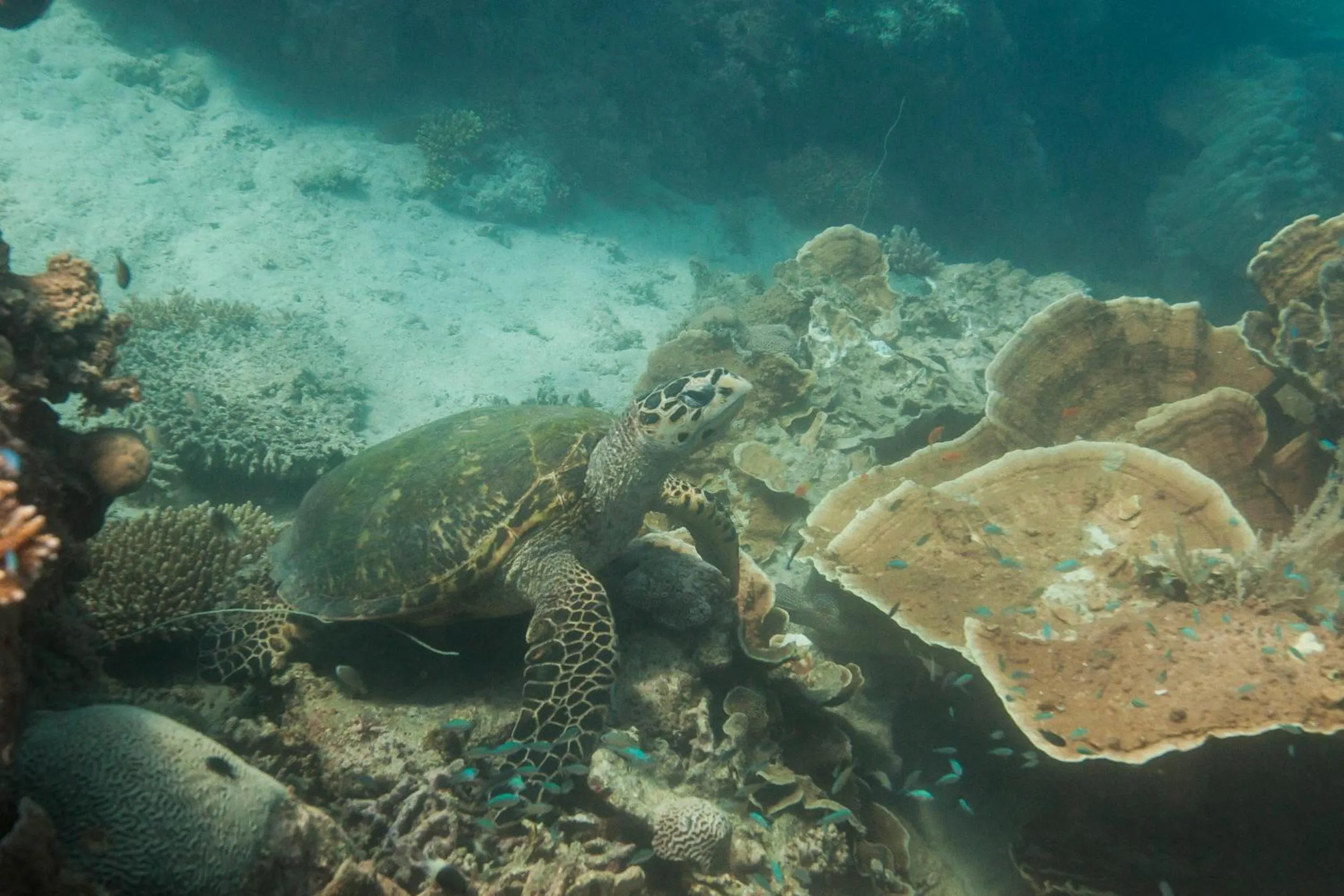 Snorkeling in Chumbe Island Coral Park