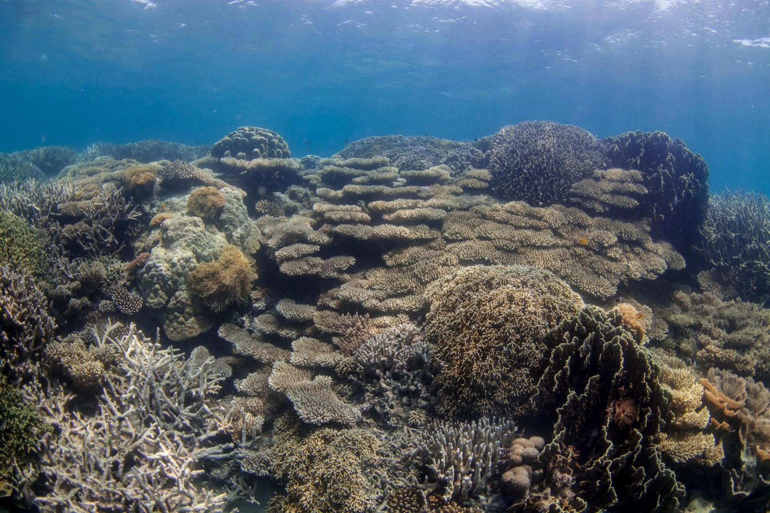 Snorkeling in Chumbe Island Coral Park