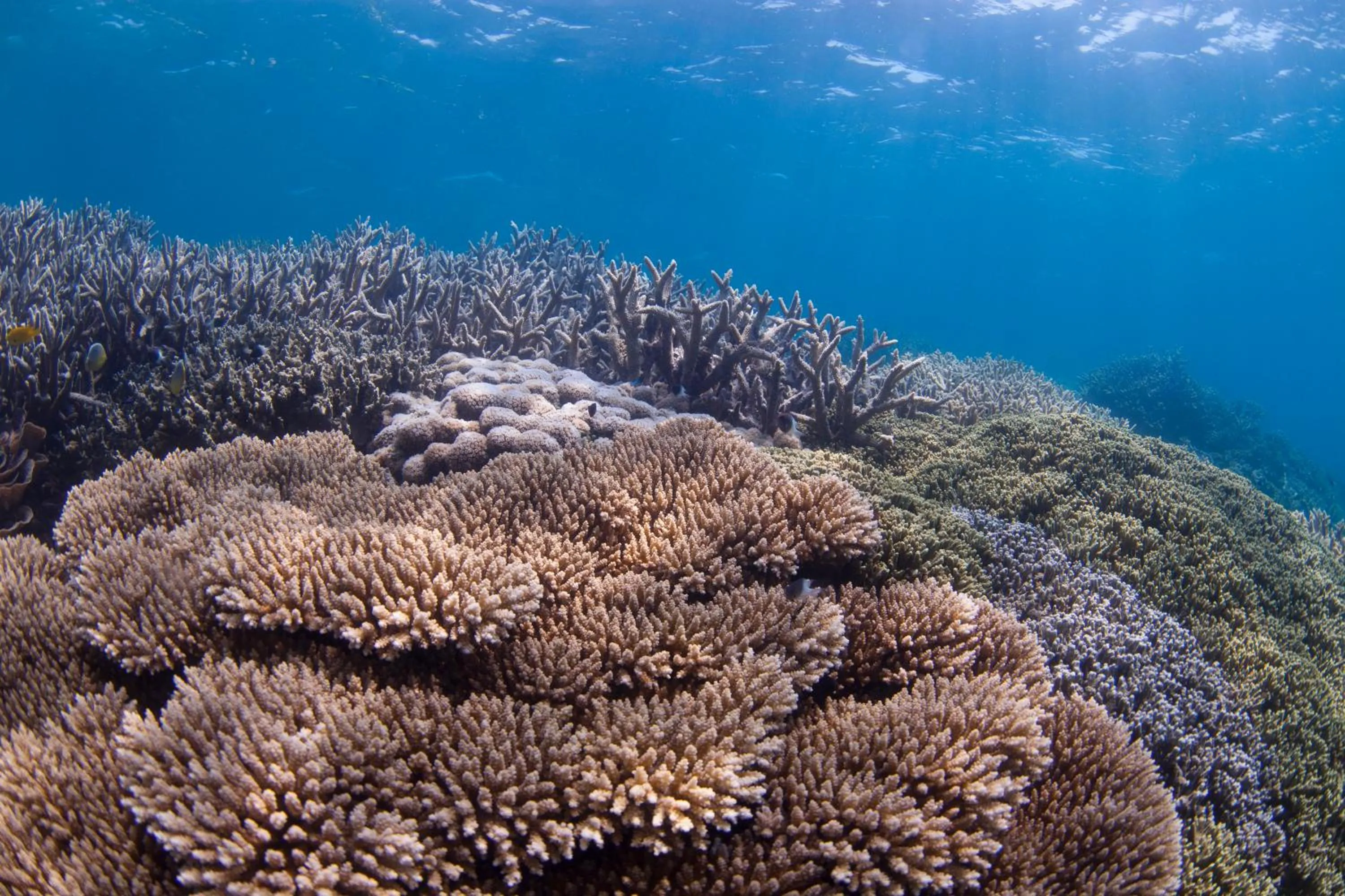 Snorkeling in Chumbe Island Coral Park
