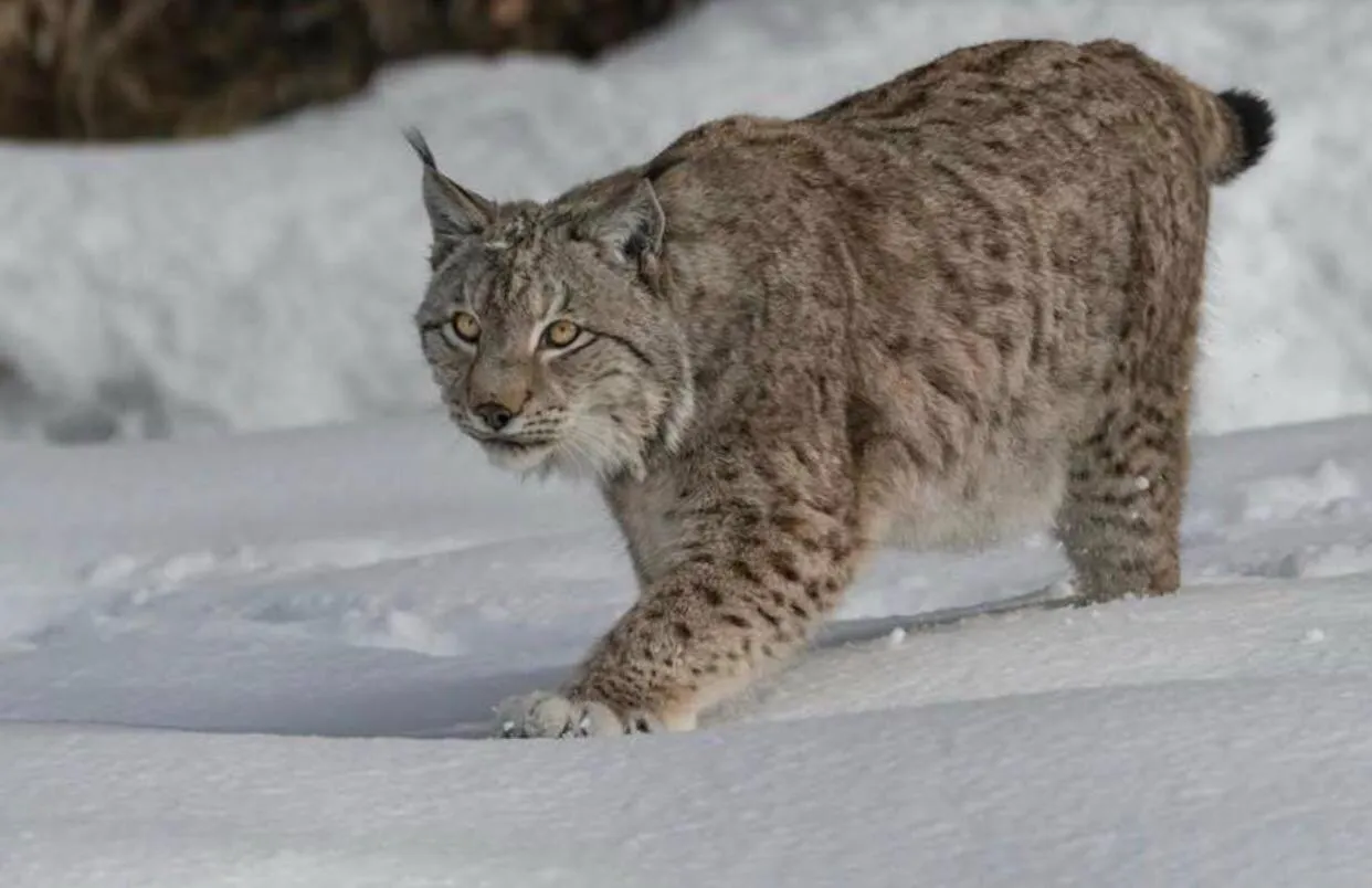 Albergo Meuble Tarandan
