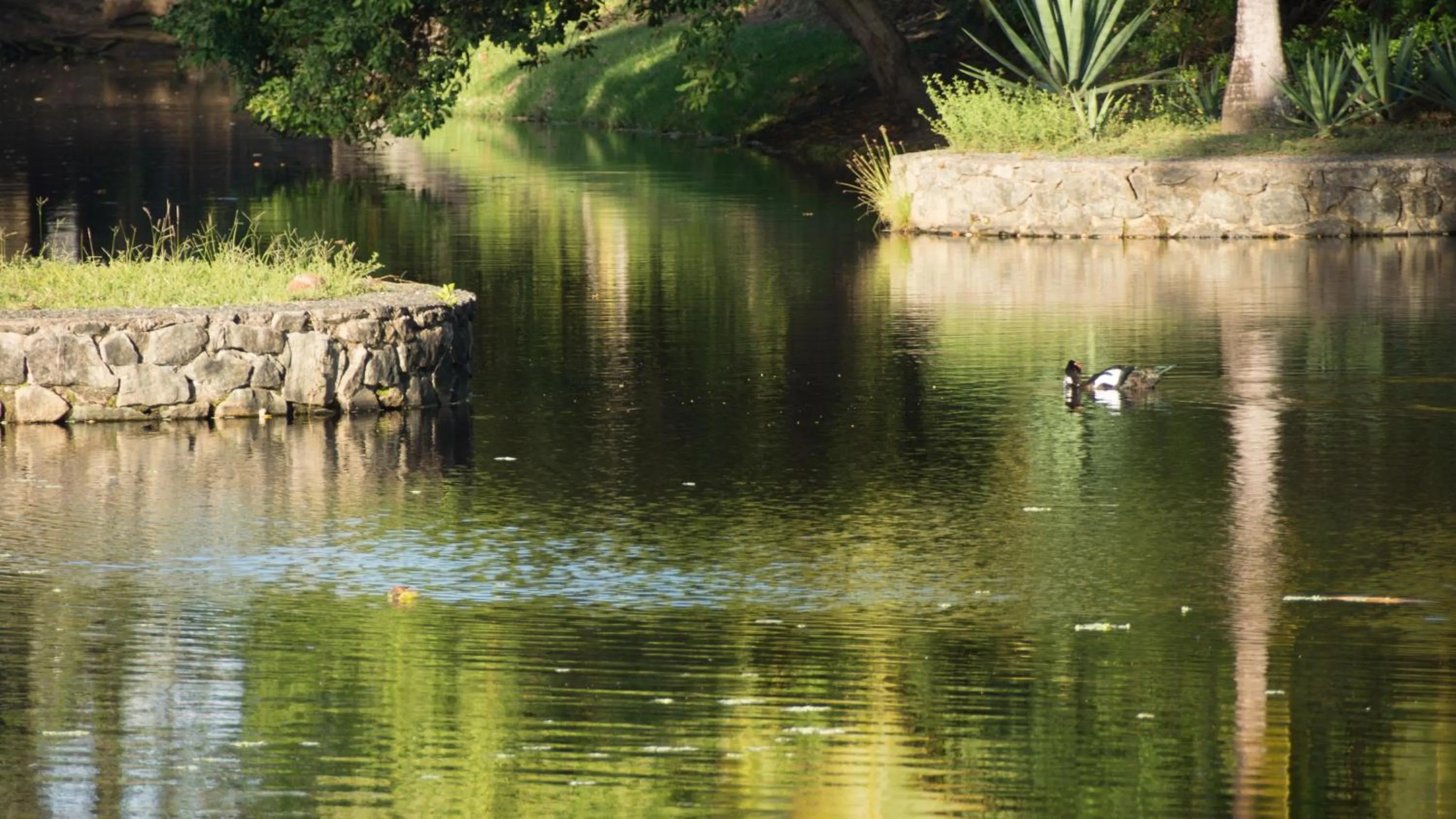 Natural landscape in Bahia Plaza Hotel