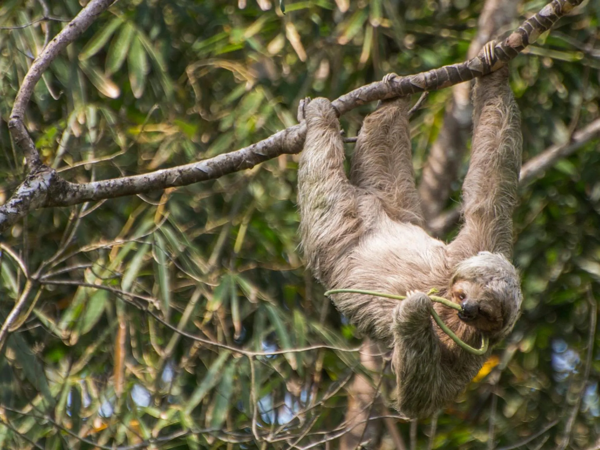 Natural landscape in Finca Luna Nueva Lodge