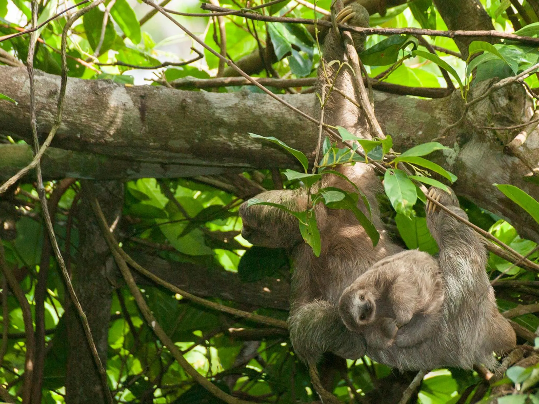 Off site in Finca Luna Nueva Lodge