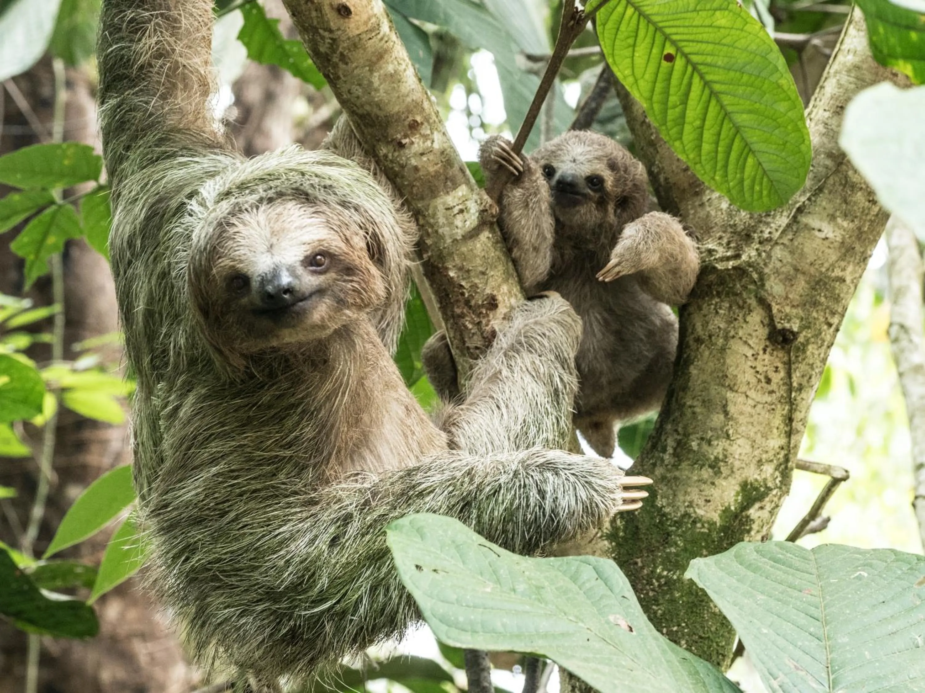 Entertainment in Finca Luna Nueva Lodge