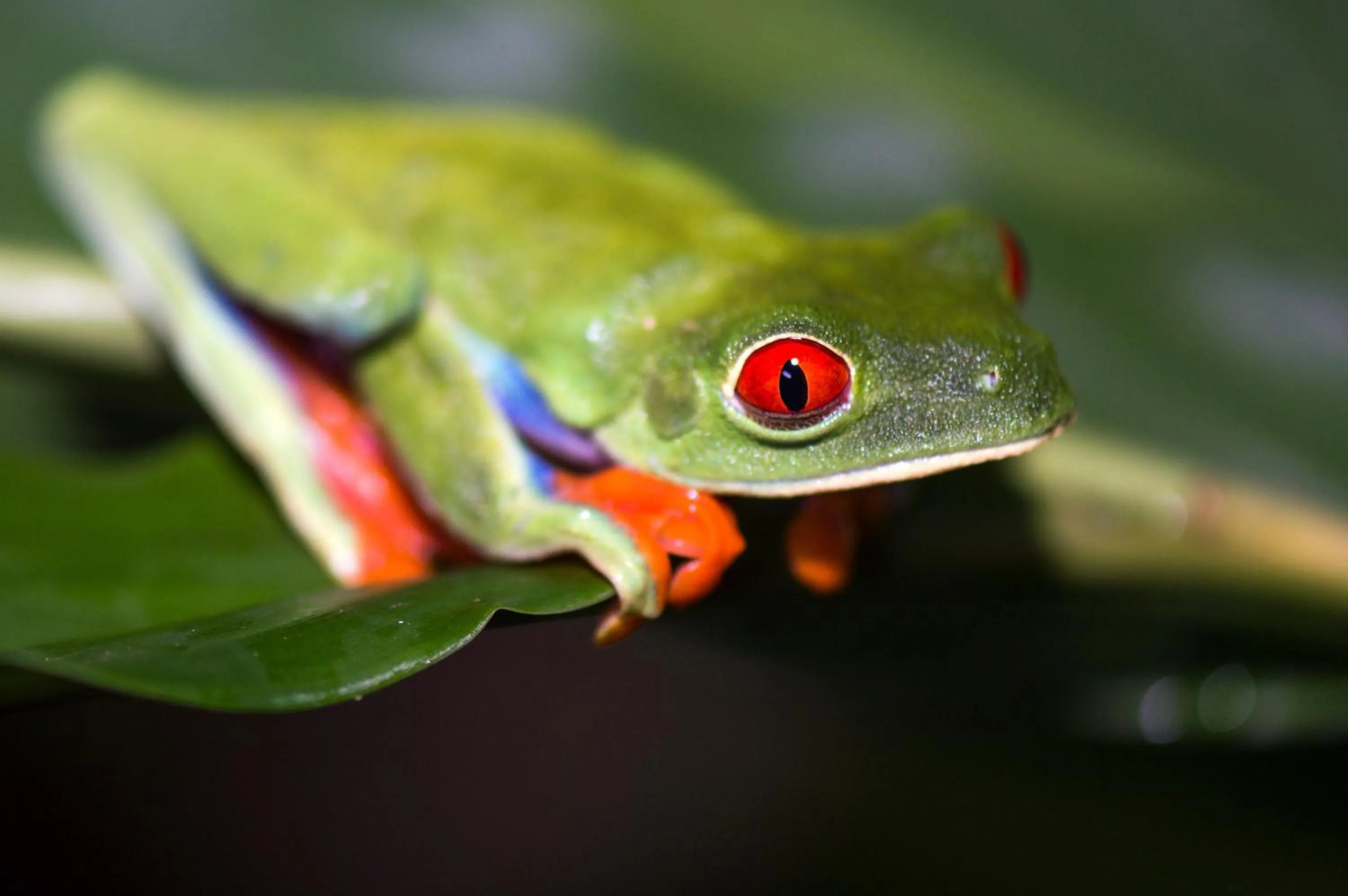 Entertainment in Finca Luna Nueva Lodge