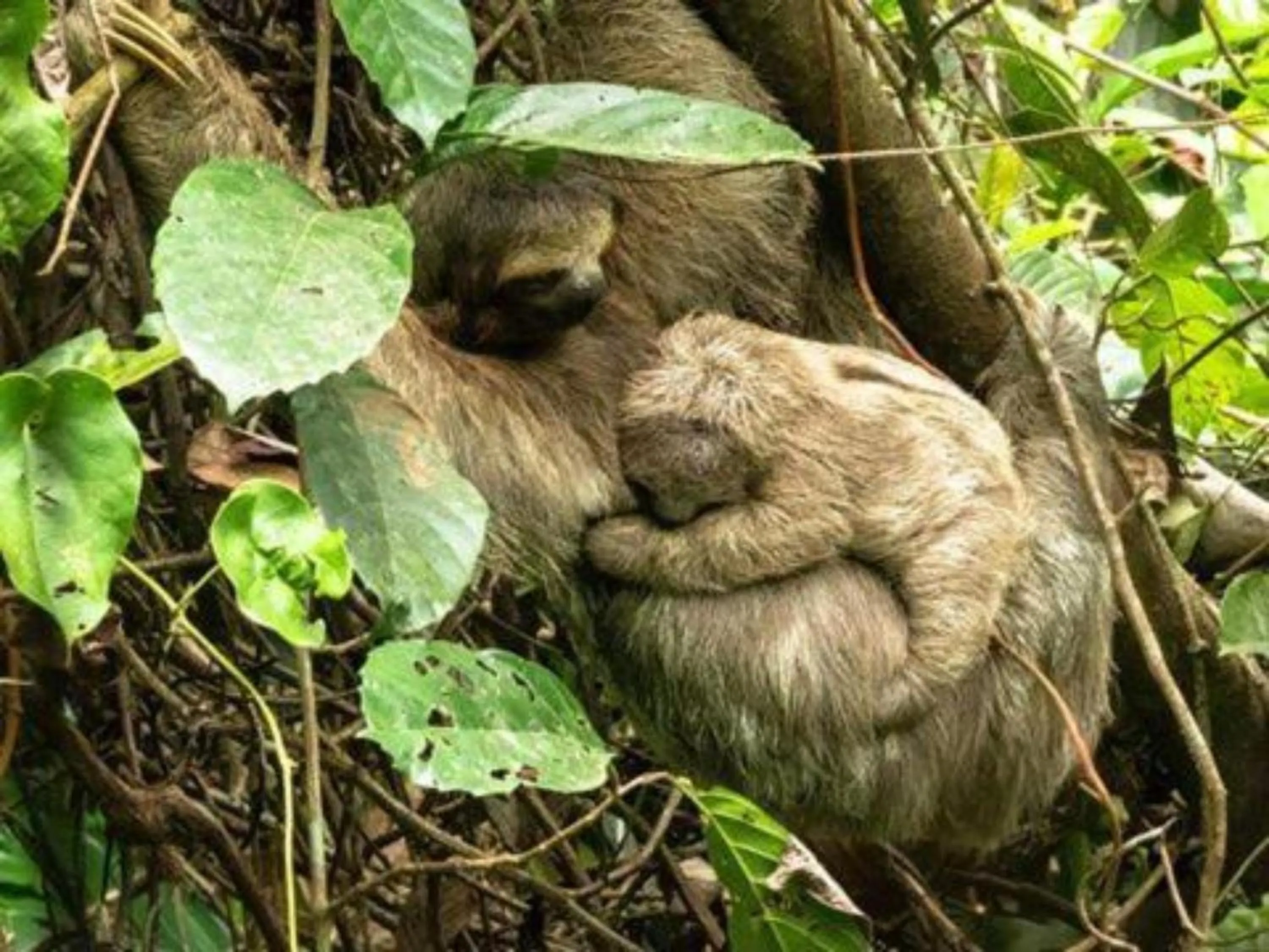 Animals in Finca Luna Nueva Lodge