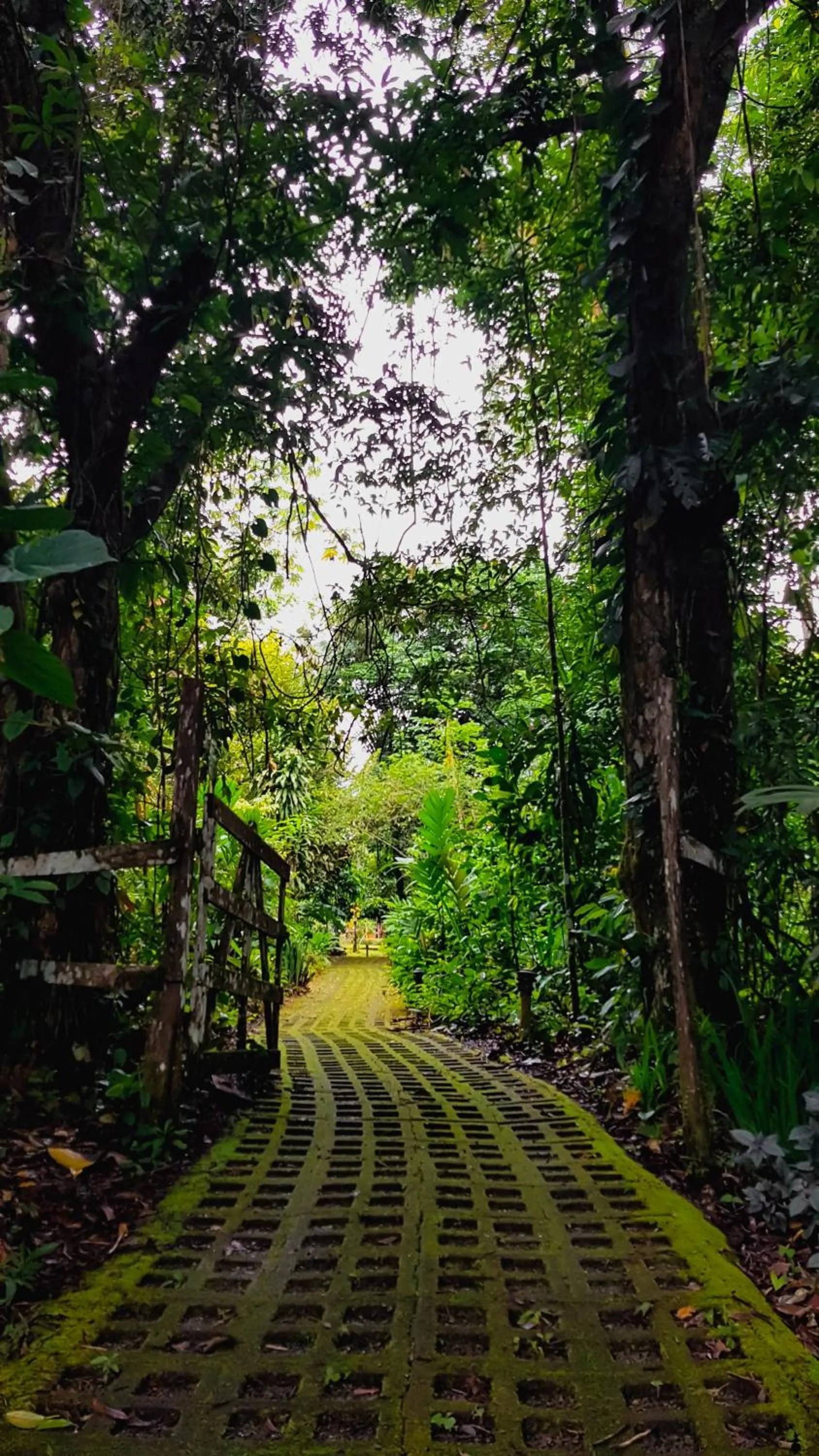 Garden in Finca Luna Nueva Lodge