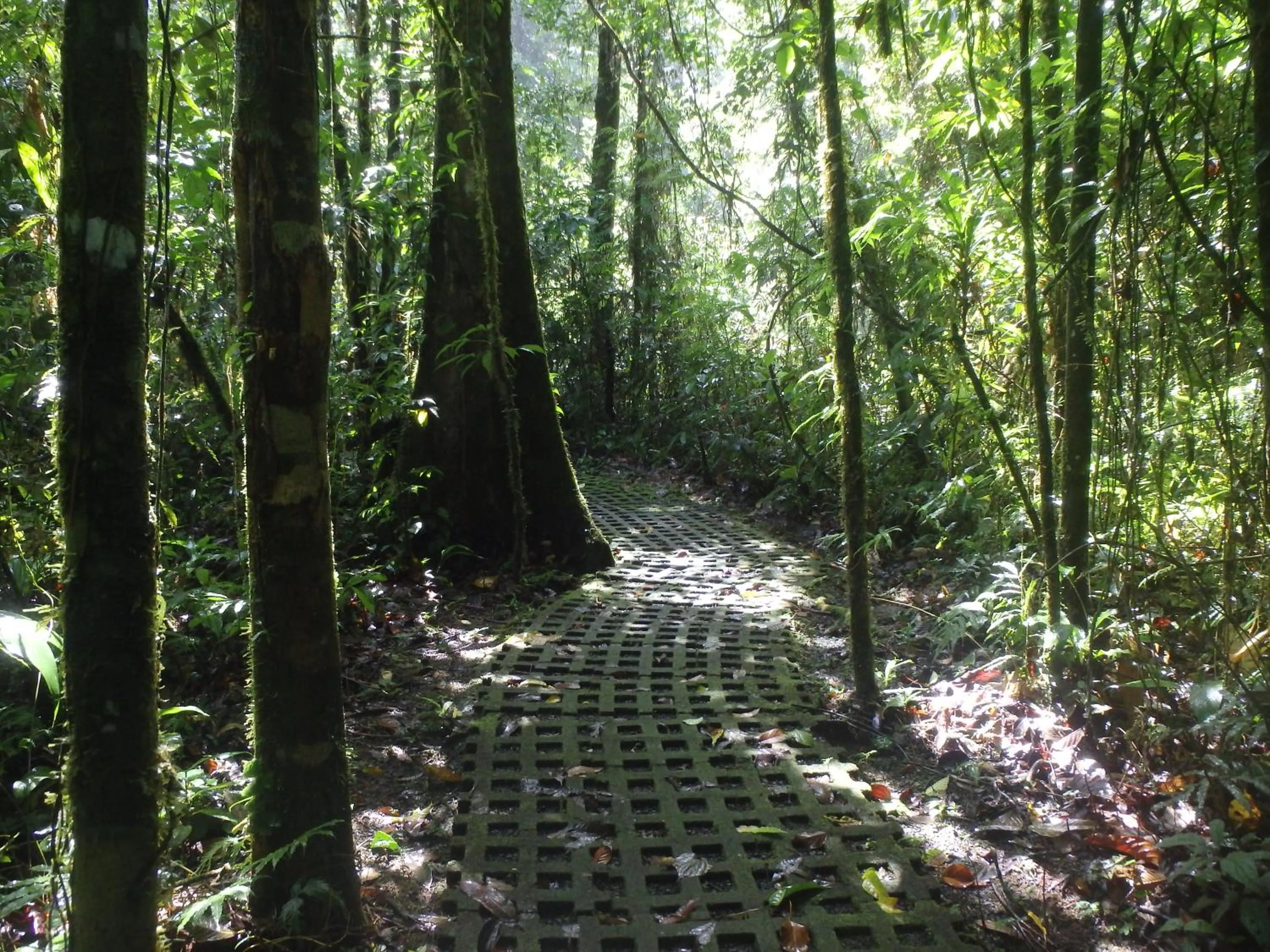 Off site in Finca Luna Nueva Lodge