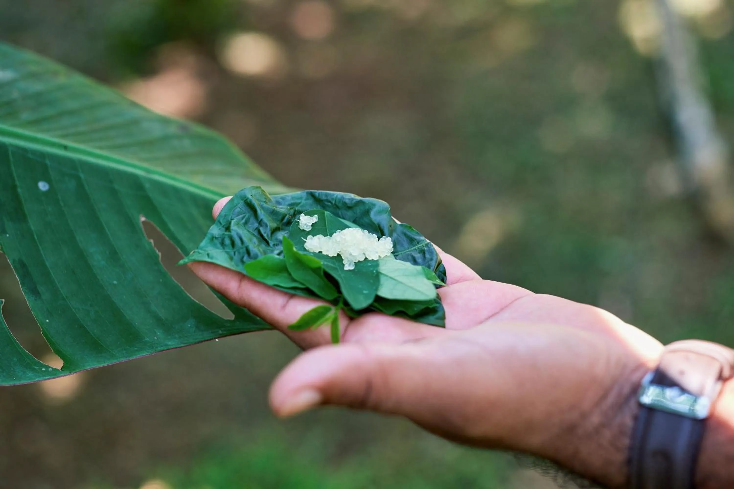 Natural landscape in Finca Luna Nueva Lodge