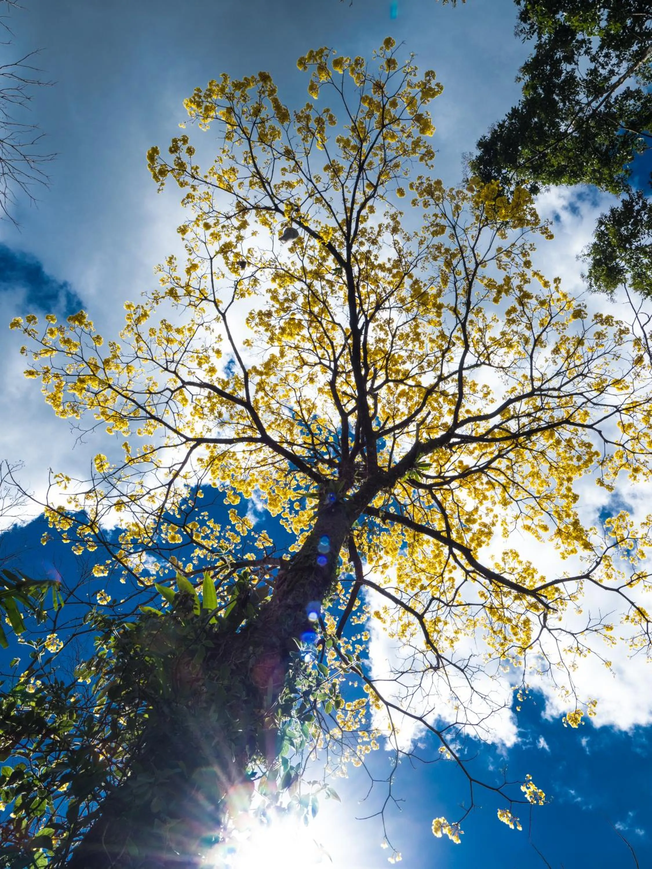 Patio in Finca Luna Nueva Lodge