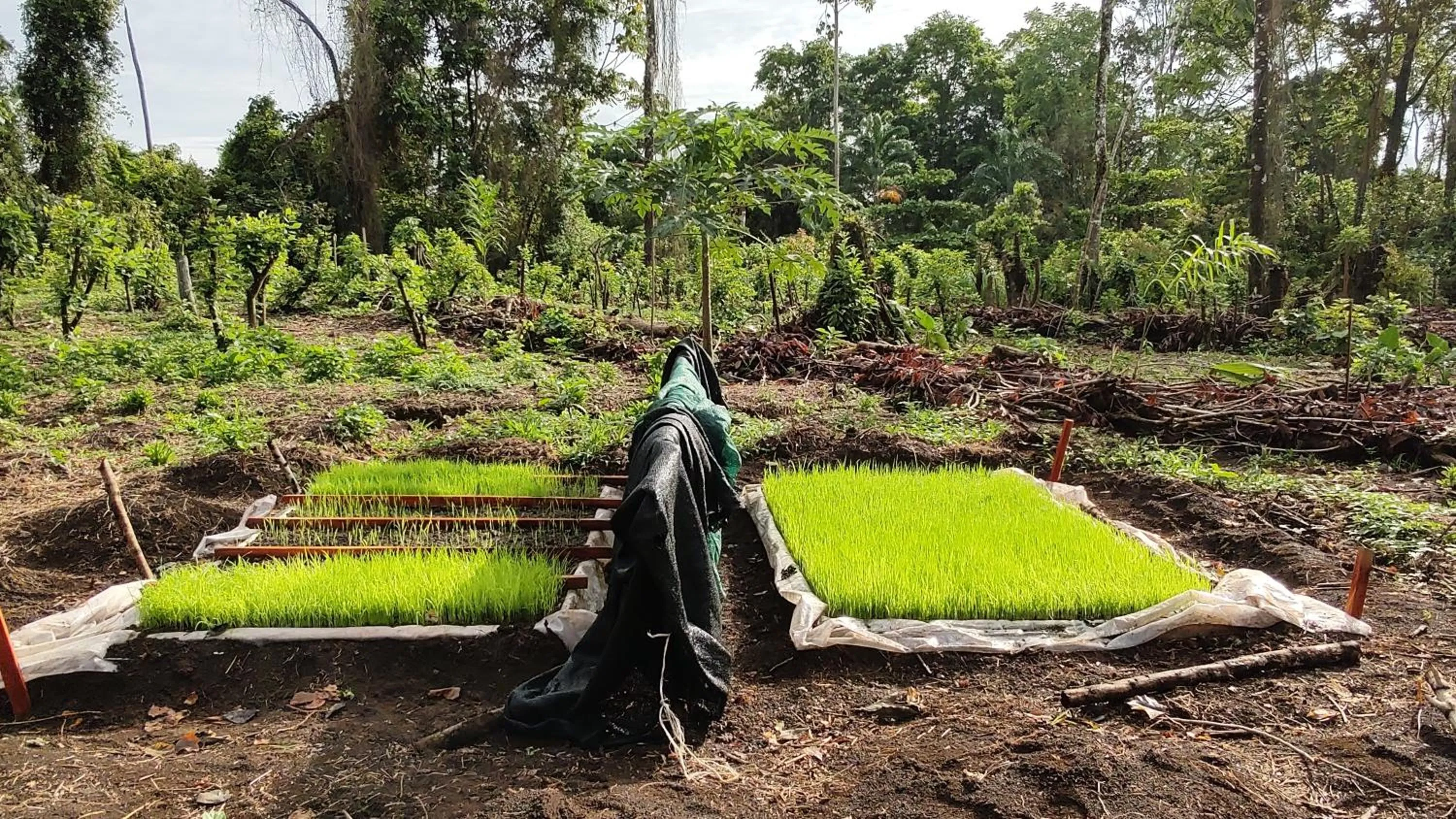 Activities in Finca Luna Nueva Lodge