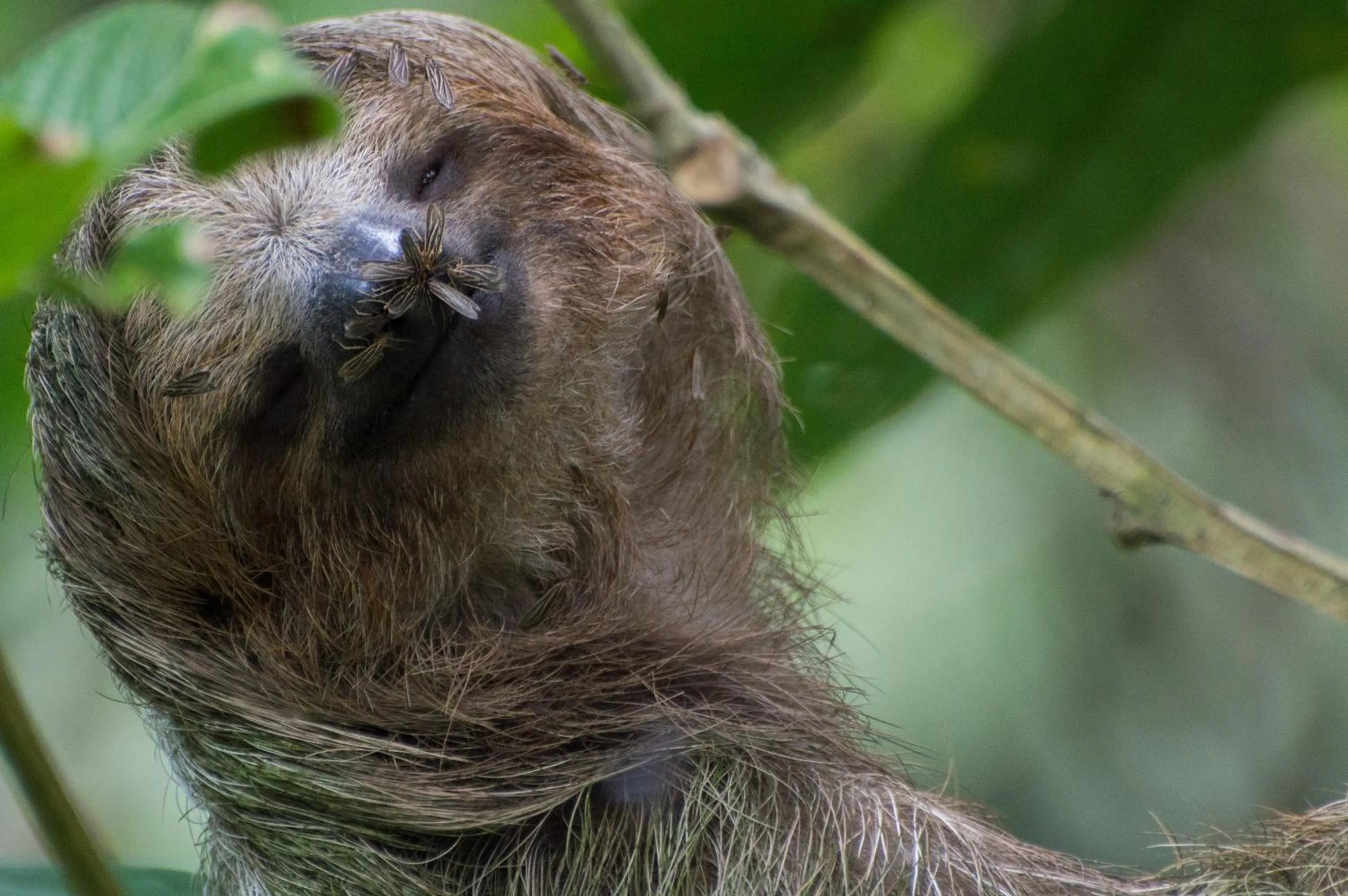 Animals in Finca Luna Nueva Lodge