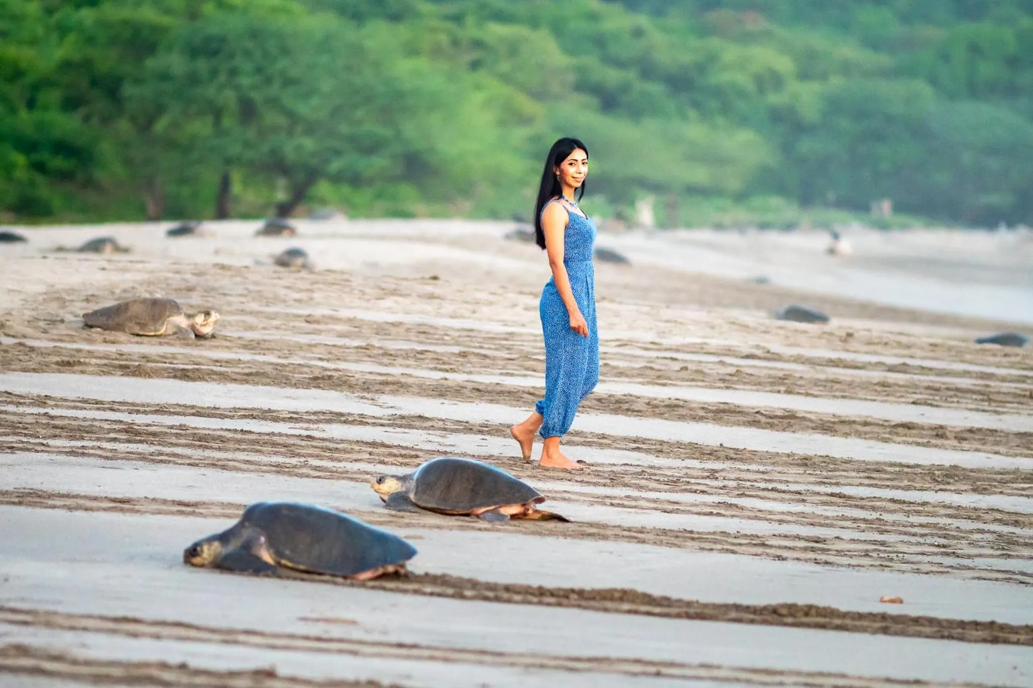 Animals in Nicawaves