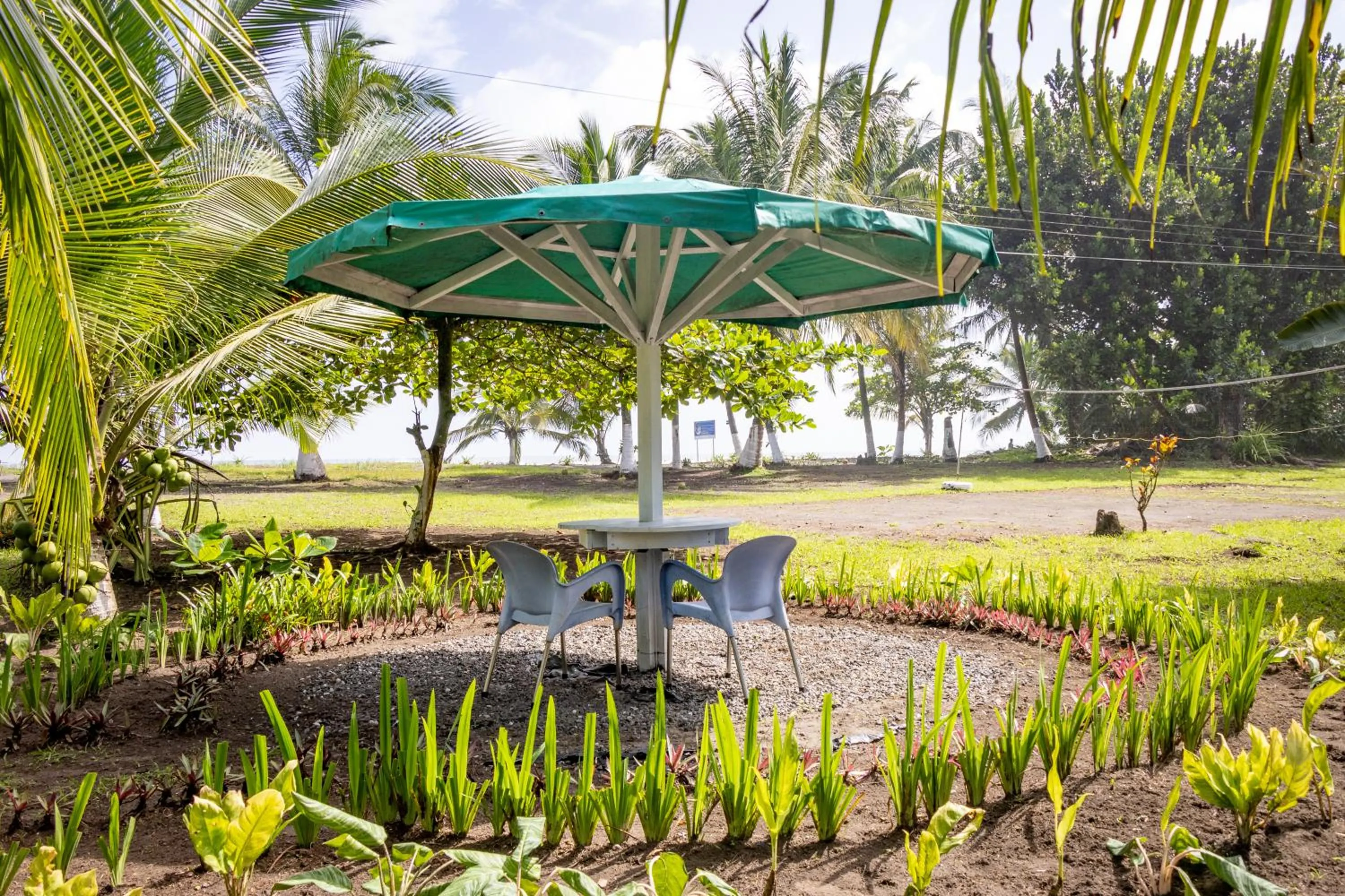 Natural landscape in Hotel Tortuguero Beachfront