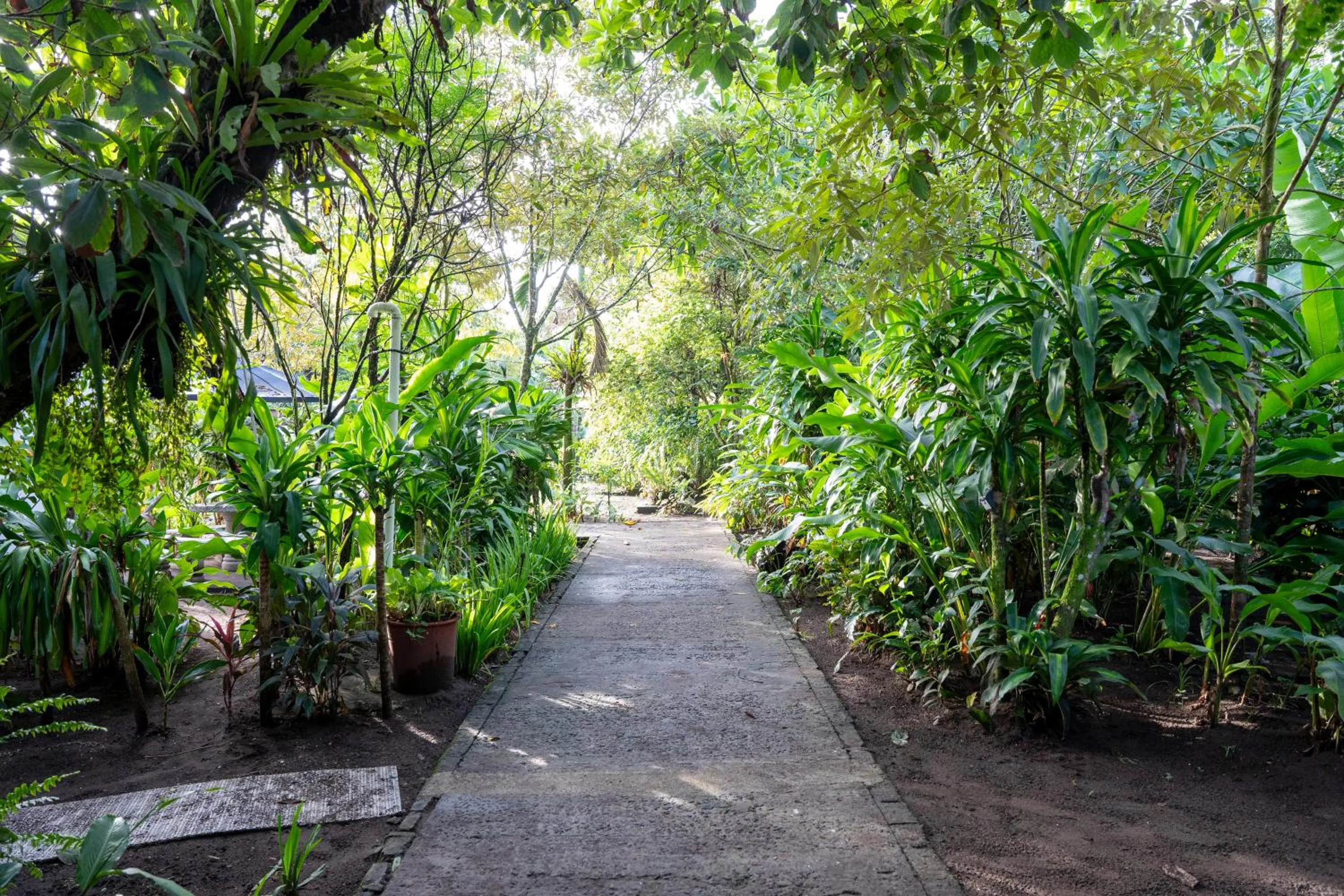 Spring in Hotel Tortuguero Beachfront